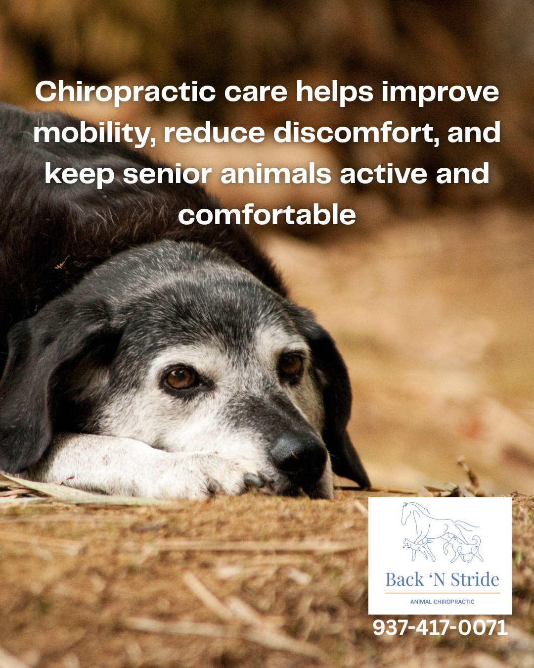 Movement Changes I Commonly See in Aging Dogs