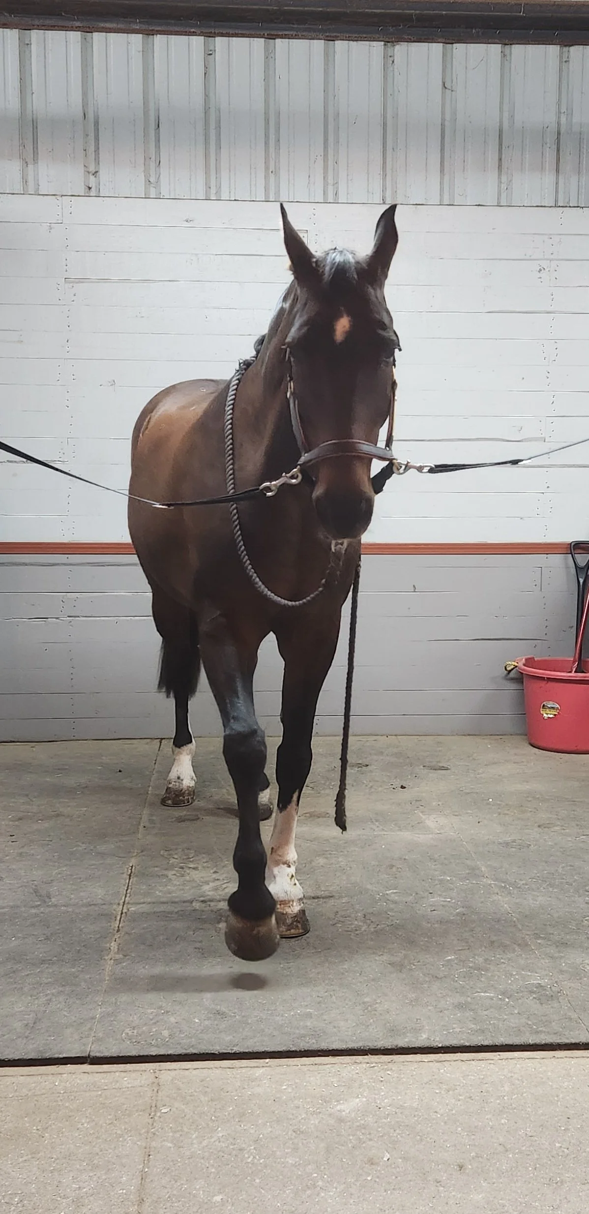 Common Gait Changes I Observe in Horses Before Performance Decline