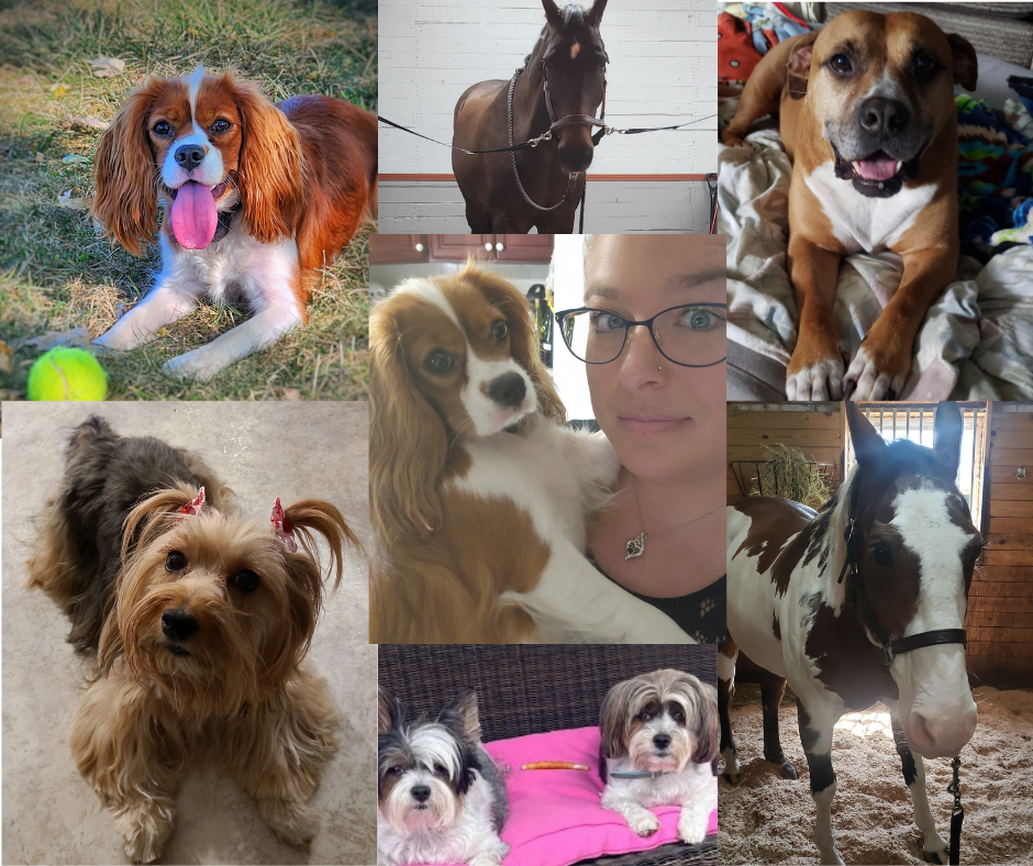 Why I Created StrideFest: Building Community Around Animal Health in Darke County