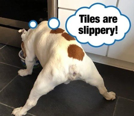 Why Does My Dog Slip on Hardwood Floors?