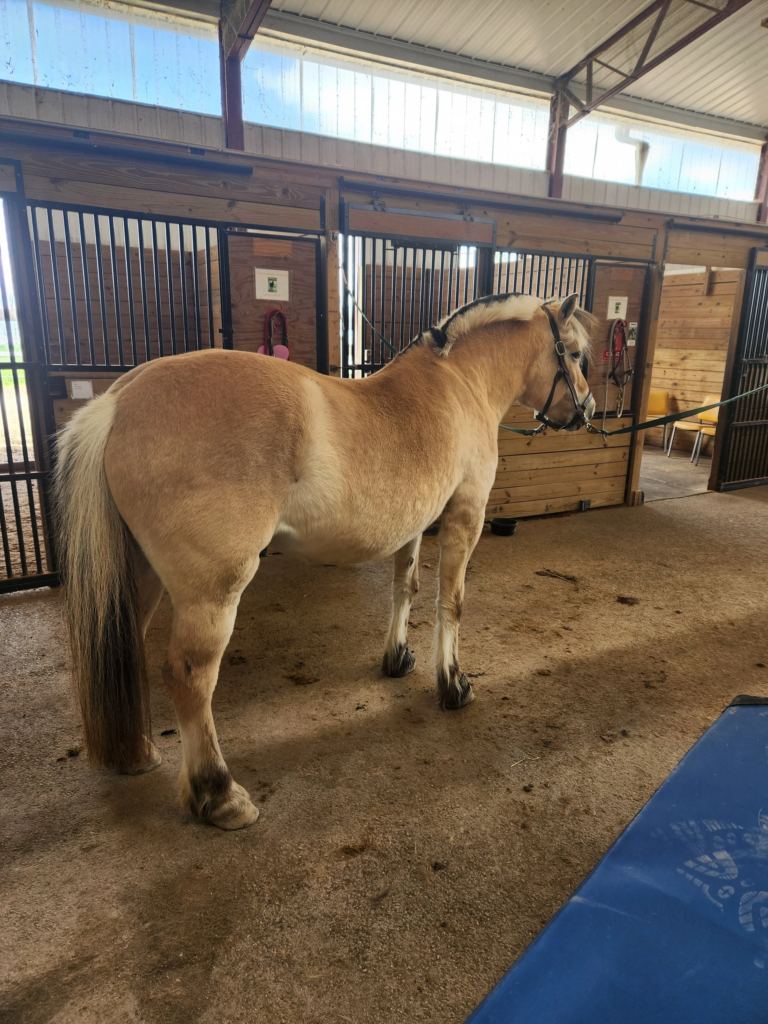 Why Is My Horse Not Bending Under Saddle?