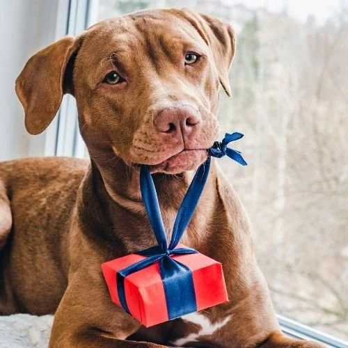 Brown dog holding a wrapped present -min.jpg