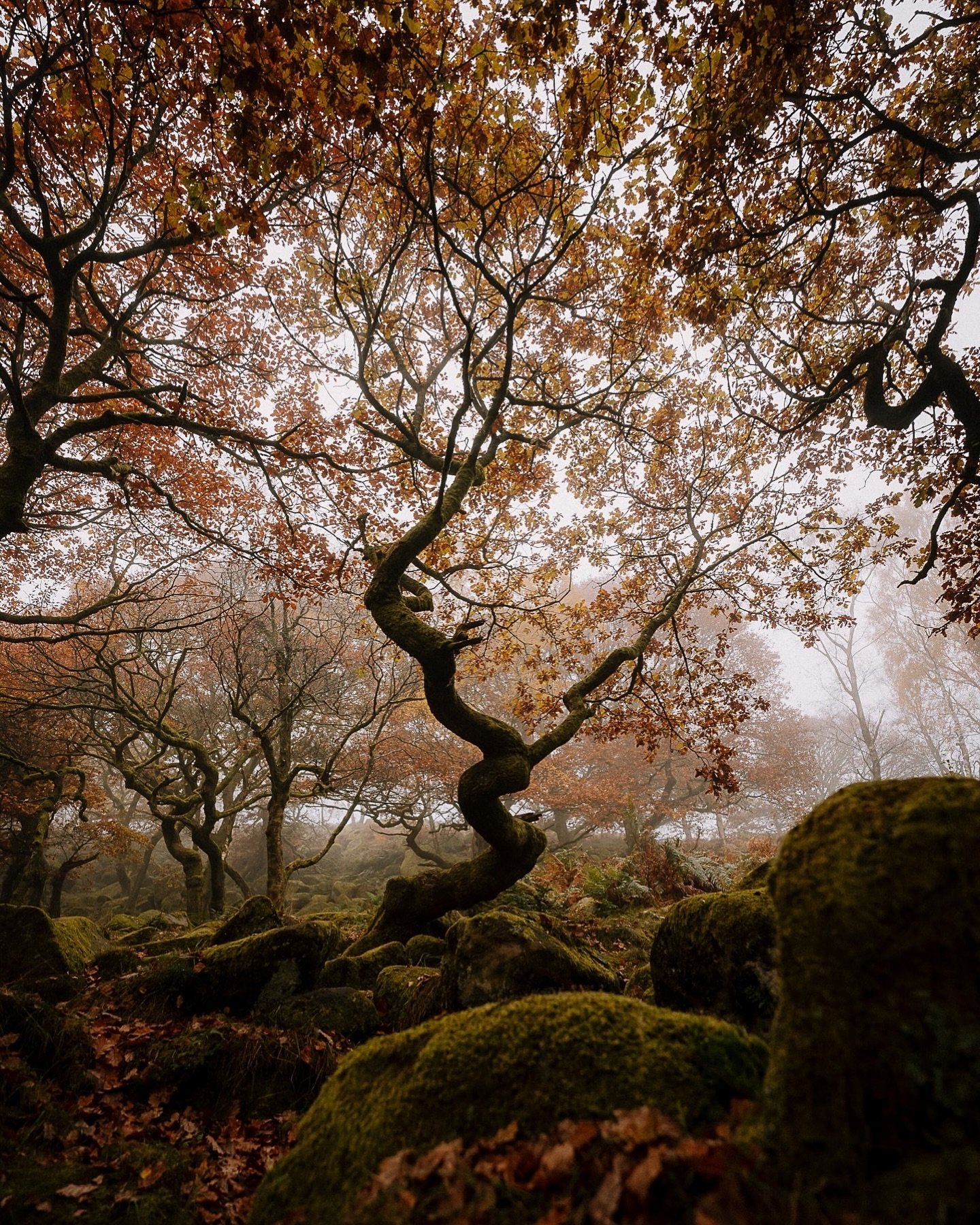 Moody dancing trees of Padley Gorge. 🍁

There&rsquo;s just something mystical about the trees here, like something out of a fantasy novel this canopy of trees in the Peak District are definitely worth a visit all year round but really come into thei