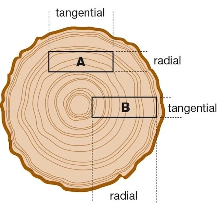 a rendering of the inside of a tree highlighting the different between tangental and radial movement