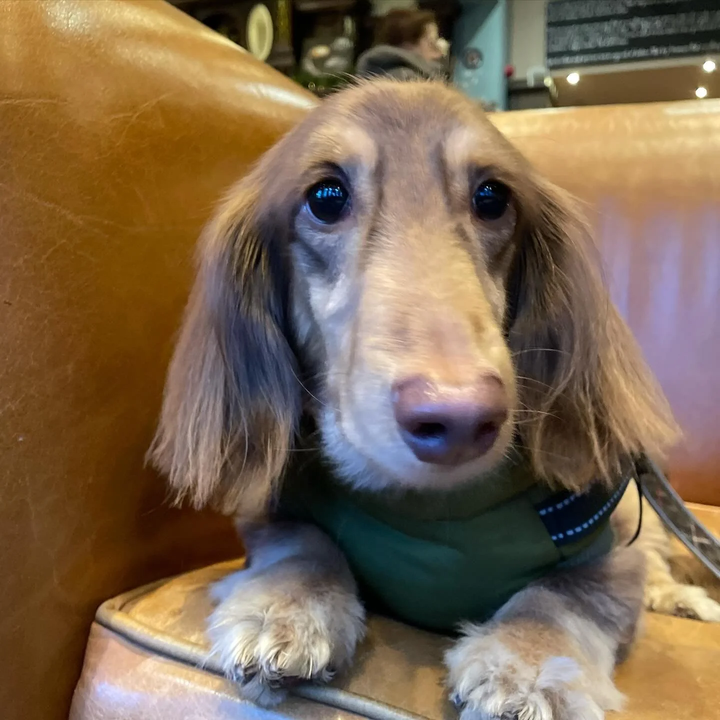 Frankie is currently saying with us. He&rsquo;s fond of 24/7 company, apples and evening snoozes with tickles
.
.
.
.
#frankfurther #frankiesausage #sausagesog #doggydaycare #doggydaycarechelsea #chelseapetsitter #chelseadogwalker #parkwalkies