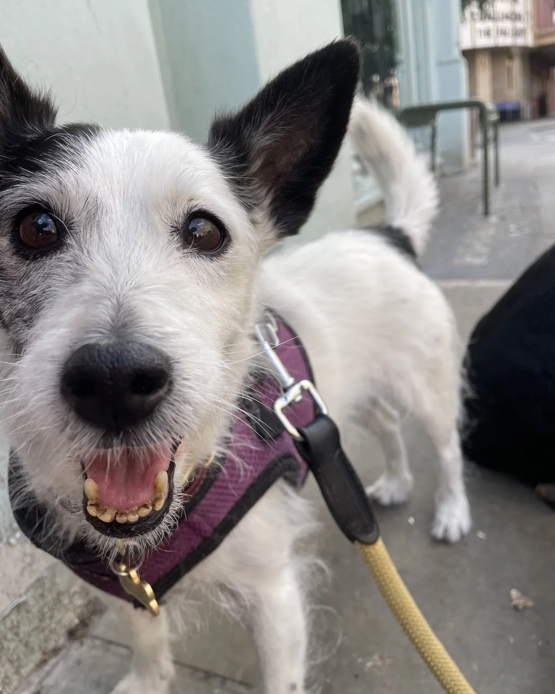 Splashy has stolen our hearts. A super cute and confident girl who doesn&rsquo;t leave your side 💘