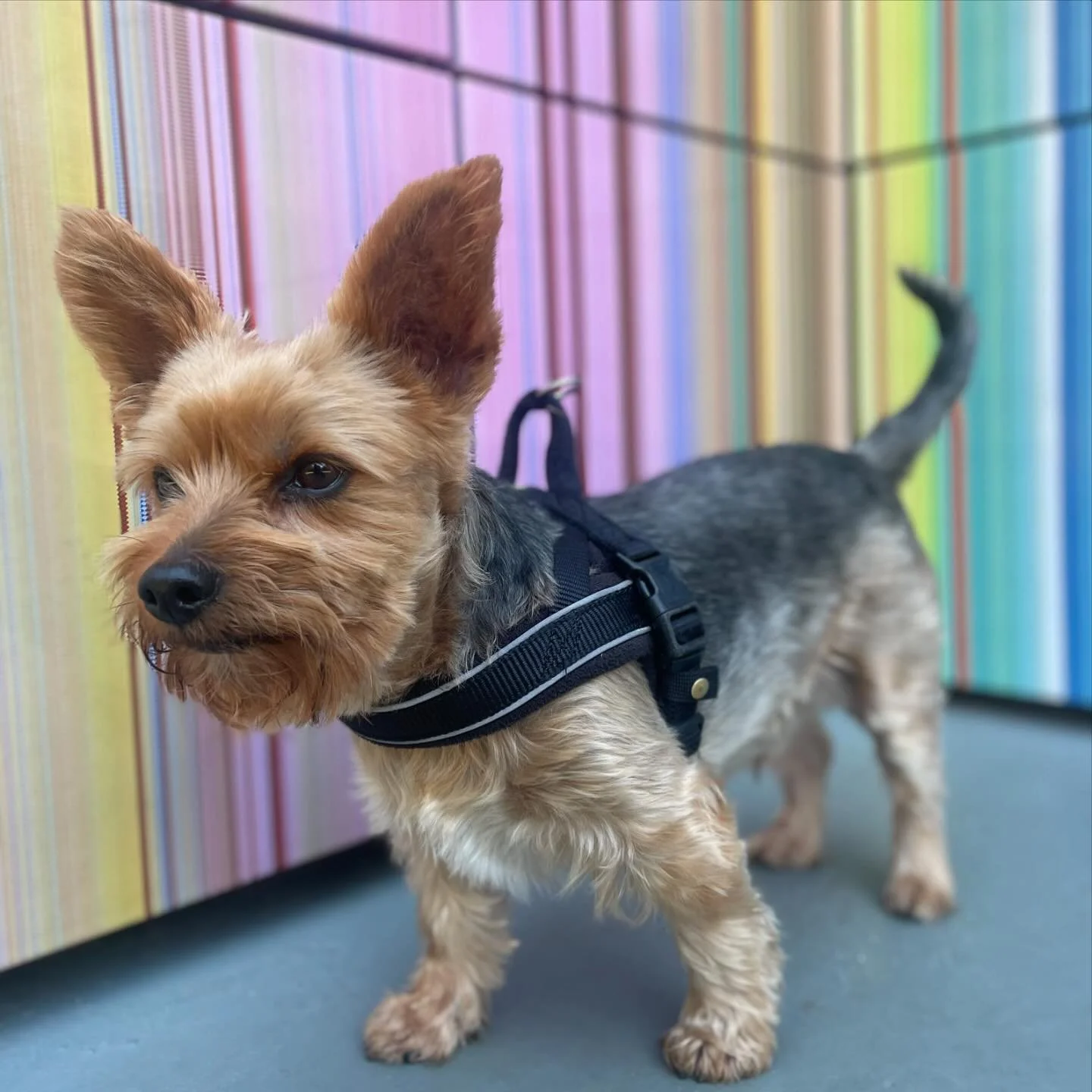Fenn(ec) checking out Gerhard Richter&rsquo;s Strip-Tower in Hyde Park 🐶 🌳 🐾 
.
.
.
.
#parkwalkies #dogwalking #dogwalkinglondon #chelseadogwalking #dogwalkingservices #dogdwycare #doggydaycare #doggydaycarelondon