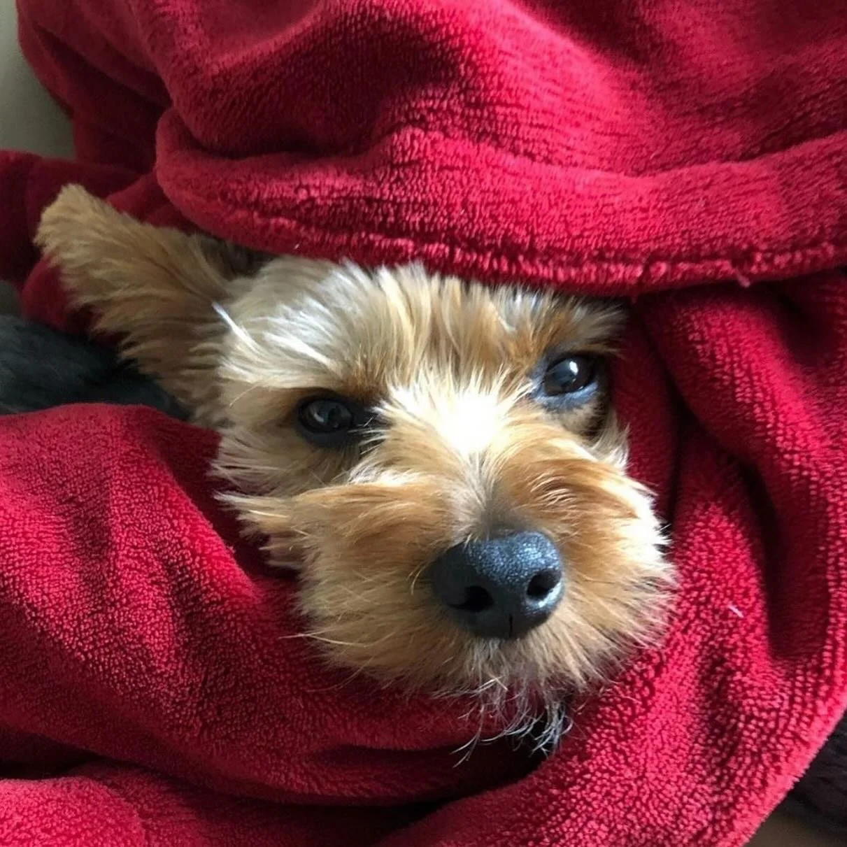 Every good walk should be followed by a top quality nap nap. All wrapped up and ready for a good 💤