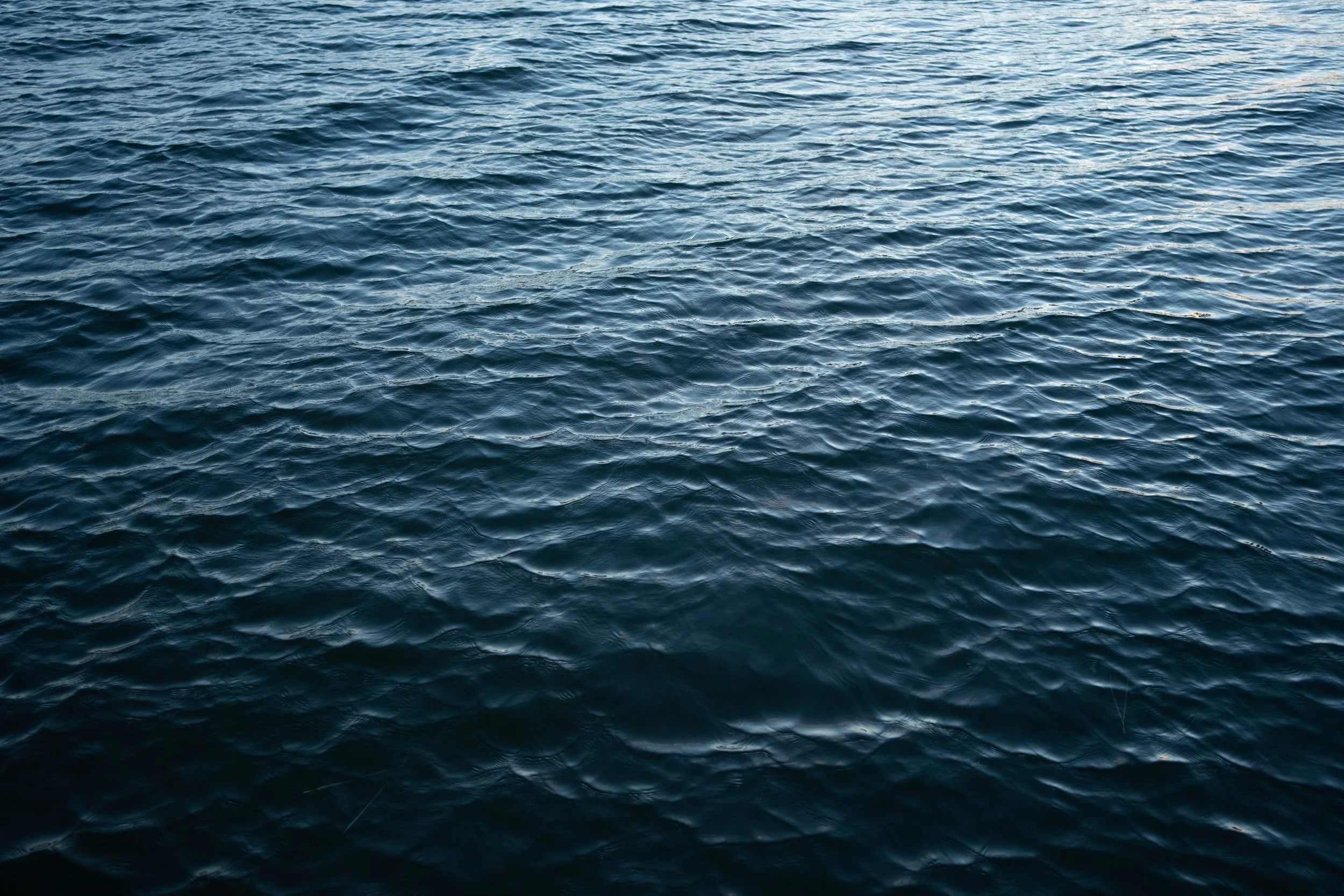 DSCF7995.jpg