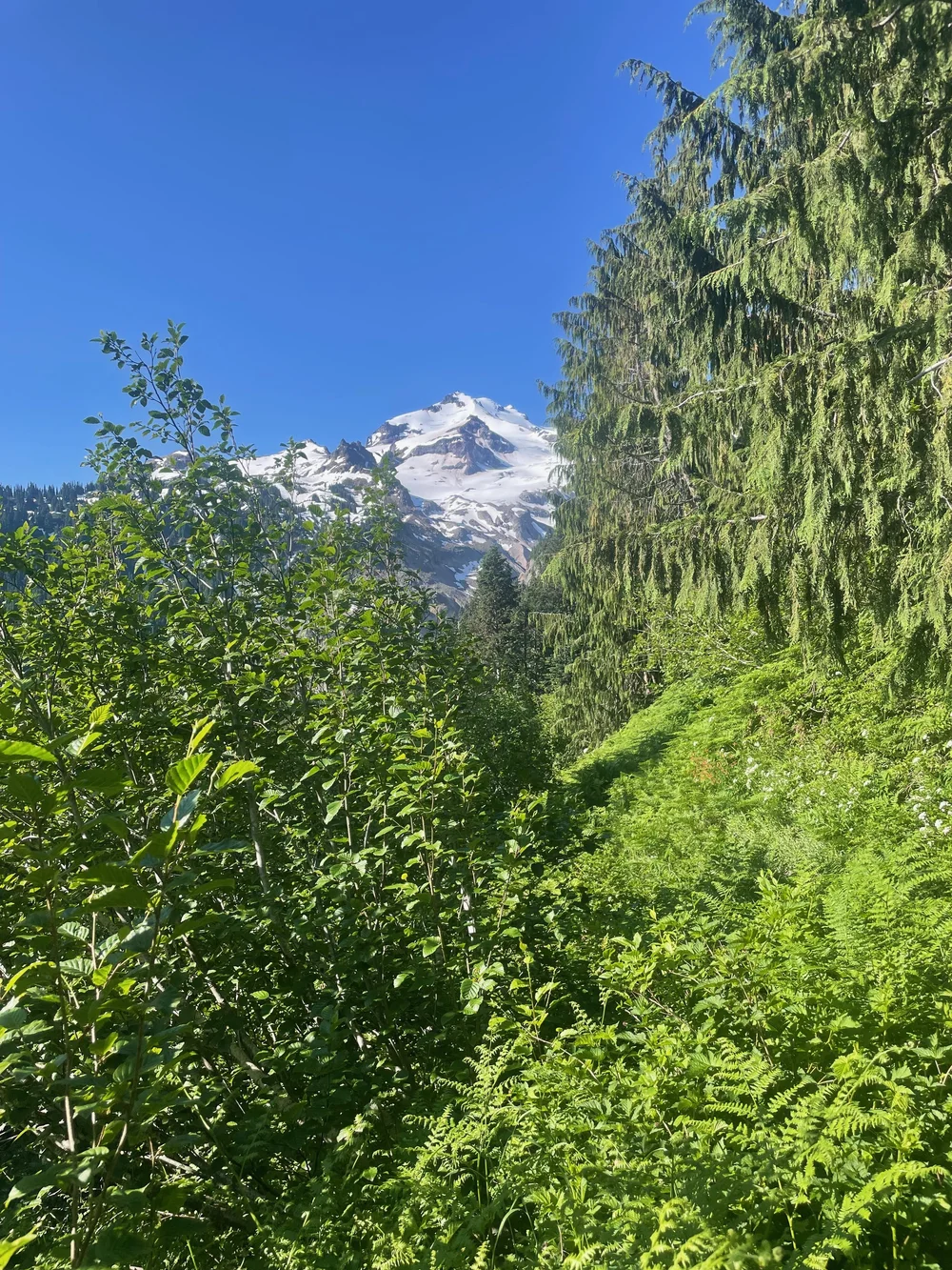   We get to see Dakobed for the first time on Day 2 as we hike up to the subalpine.  