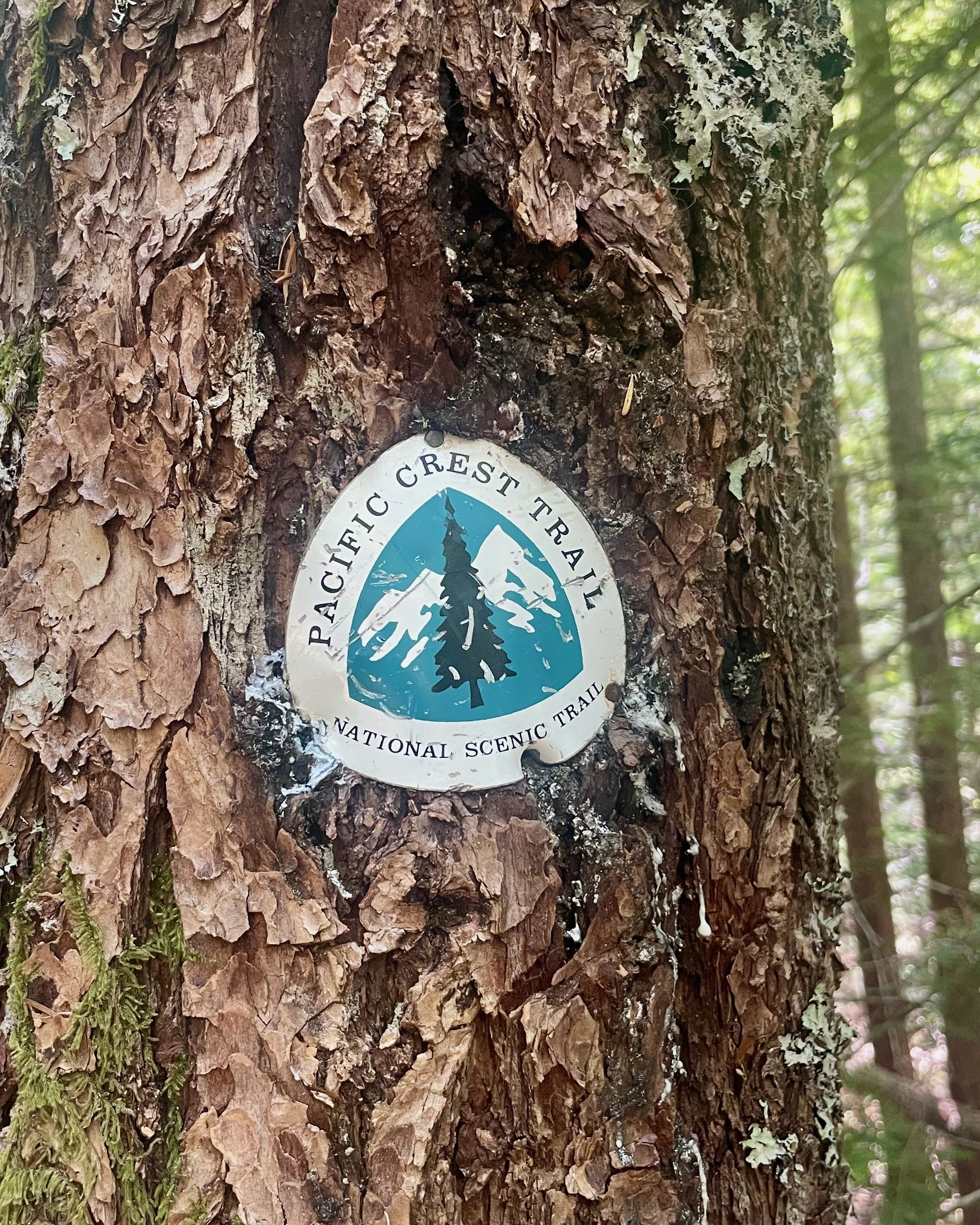   The approach follows about 8 miles of the Pacific Crest Trail.  