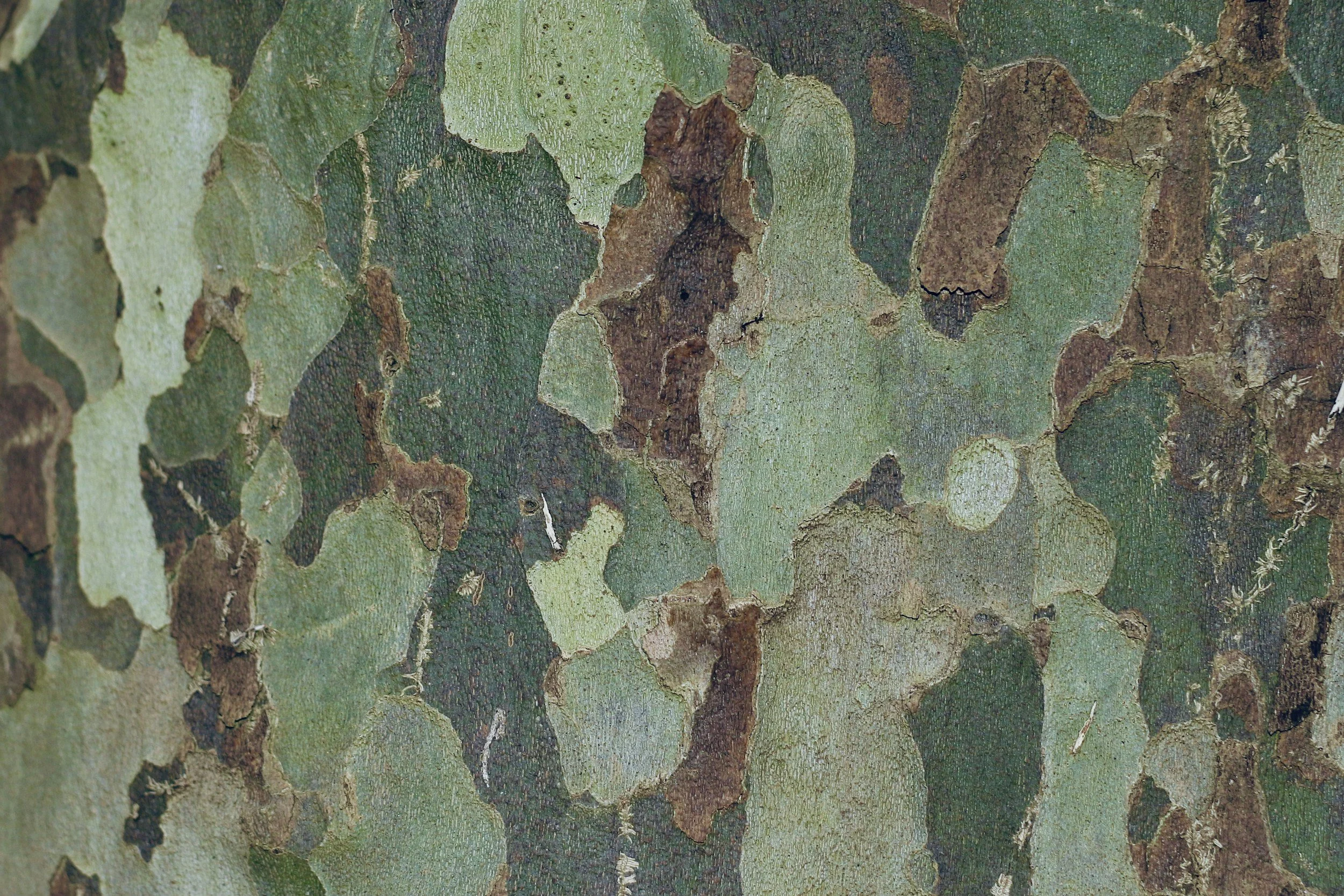 Camouflage and concealment basics