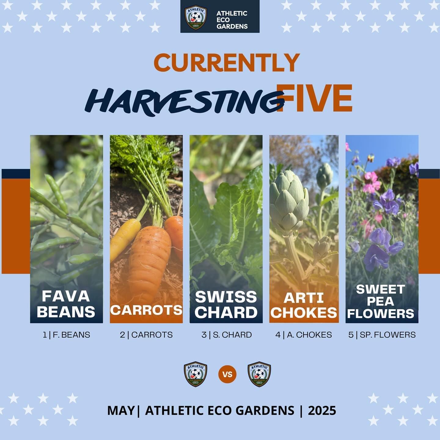 Spring is in full swing and we have lots to harvest at all of our gardens!  Here are our current starting five full of abundance at all locations:

1. #favabeans - An eat all plant full of nutritious beans, leaves that can be used like spinach, and e