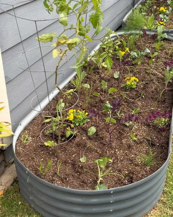 Another cool season garden bed refresh!
For this garden we have hardier perennials as it relies on hand watering instead of scheduled irrigation.  Artichokes, asparagus, purple cauliflower, broccoli, lettuce, purple broccoli, onions, and chives.  Of 