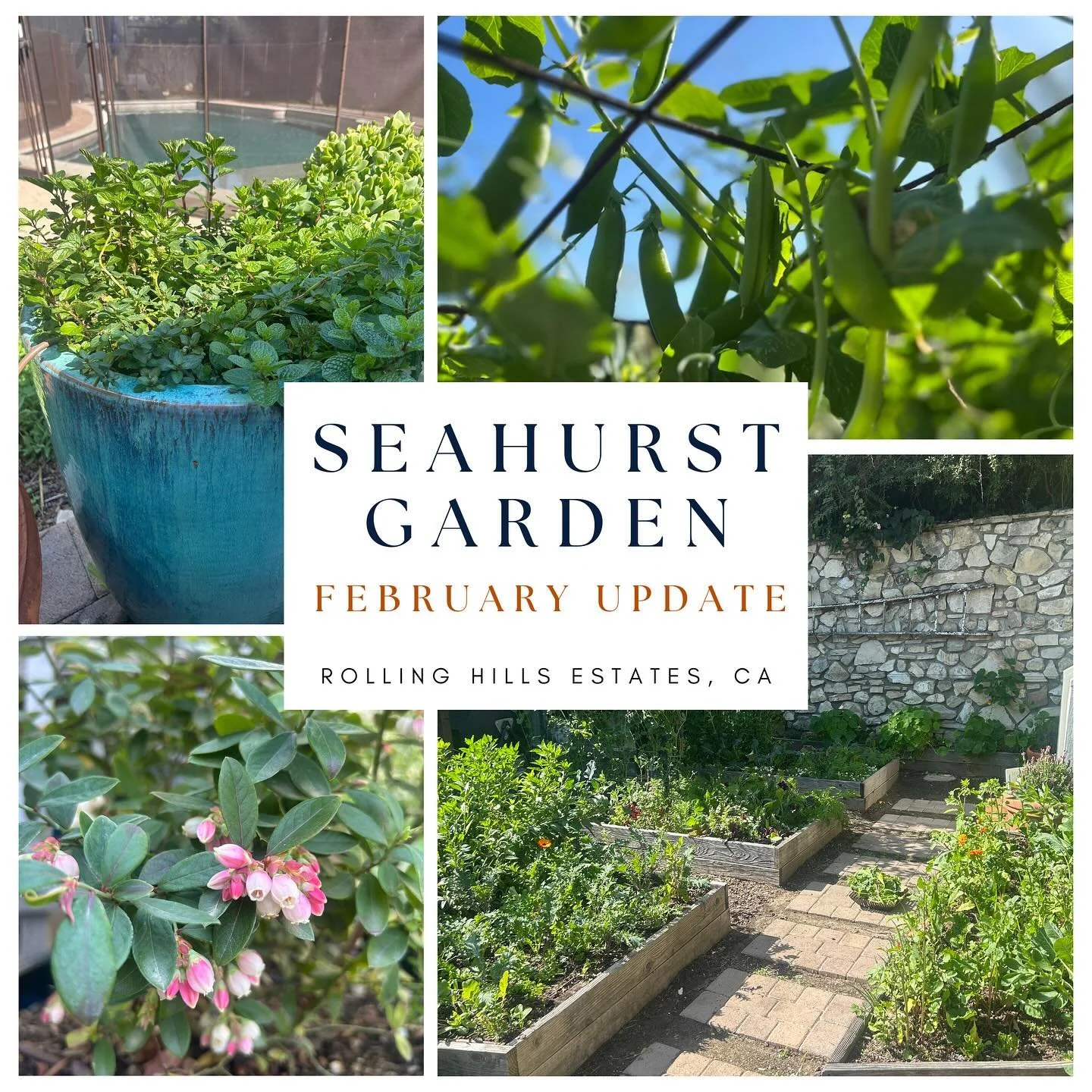 Check out one of our ongoing projects Seahurst Garden in Rolling Hills Estates, California!

After planting this cool season garden back in October it is bursting with life and nutrient rich food.  There are abundant amounts of lettuces, arugula, kal