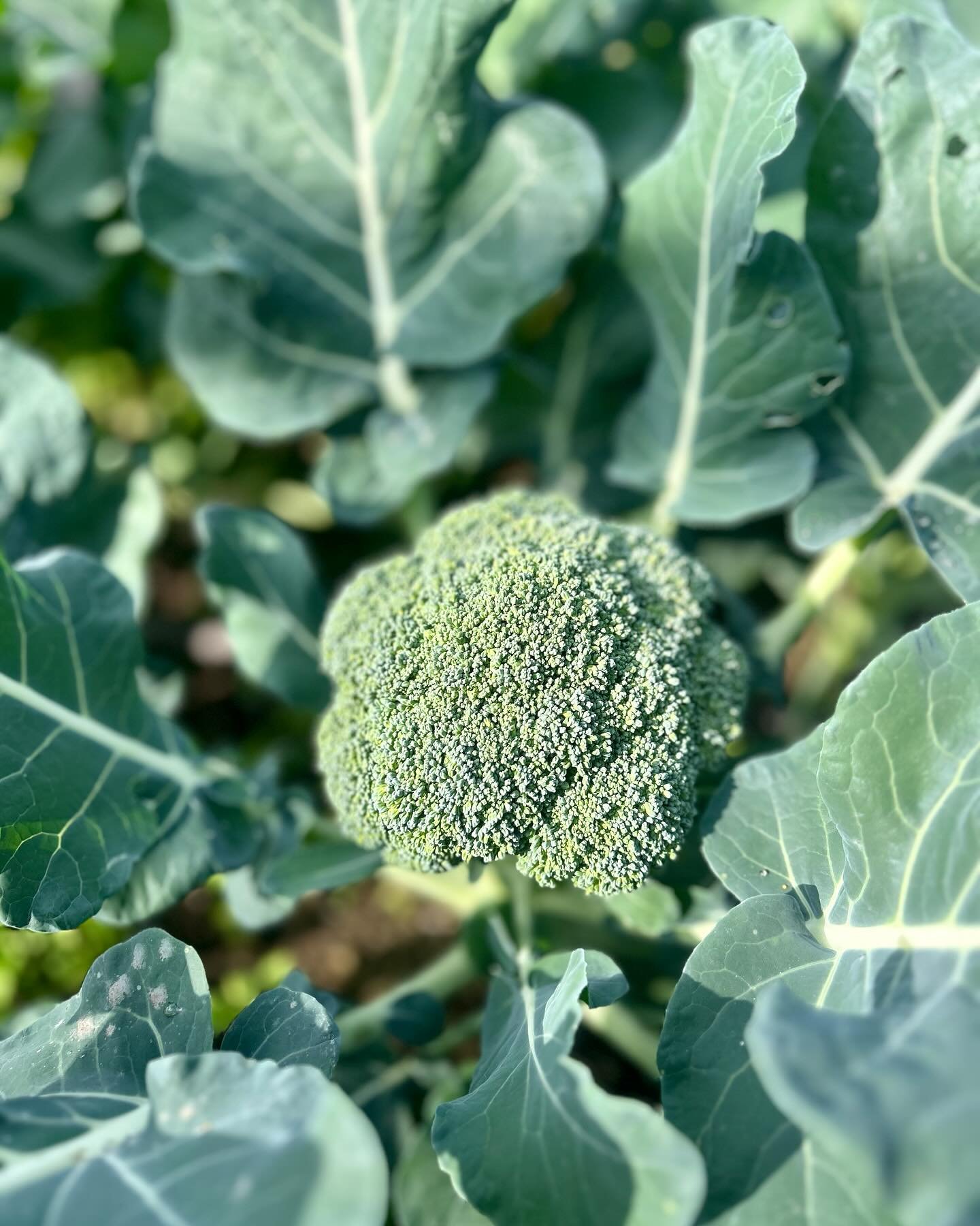 How is your broccoli growing this year?

Broccoli season is in full swing at all of our Athletic Eco Garden locations!  After we harvest these beautiful heads we will let them continue to grow to give us smaller florets through the spring.

With our 