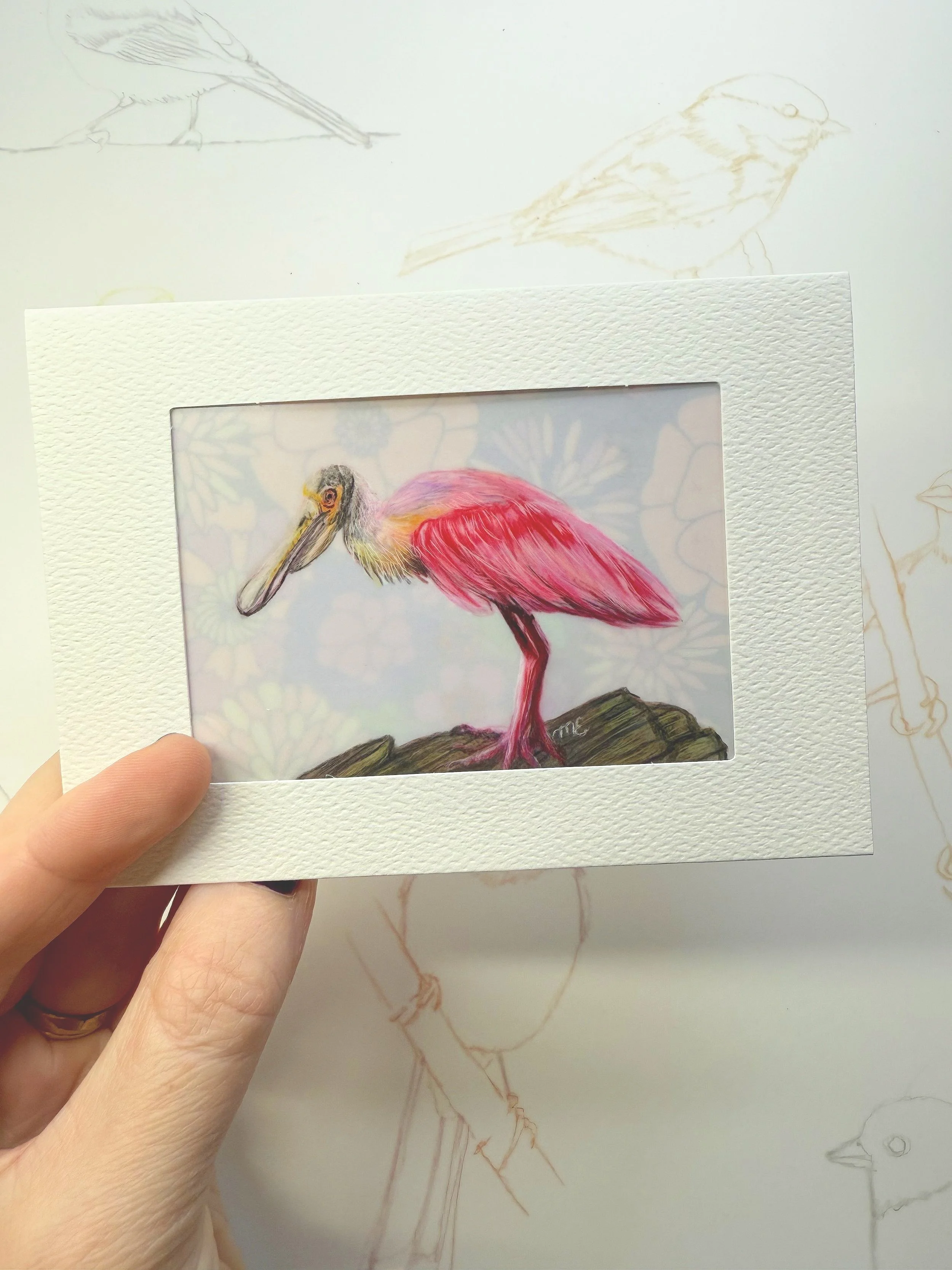 Bonner the Spoonbill