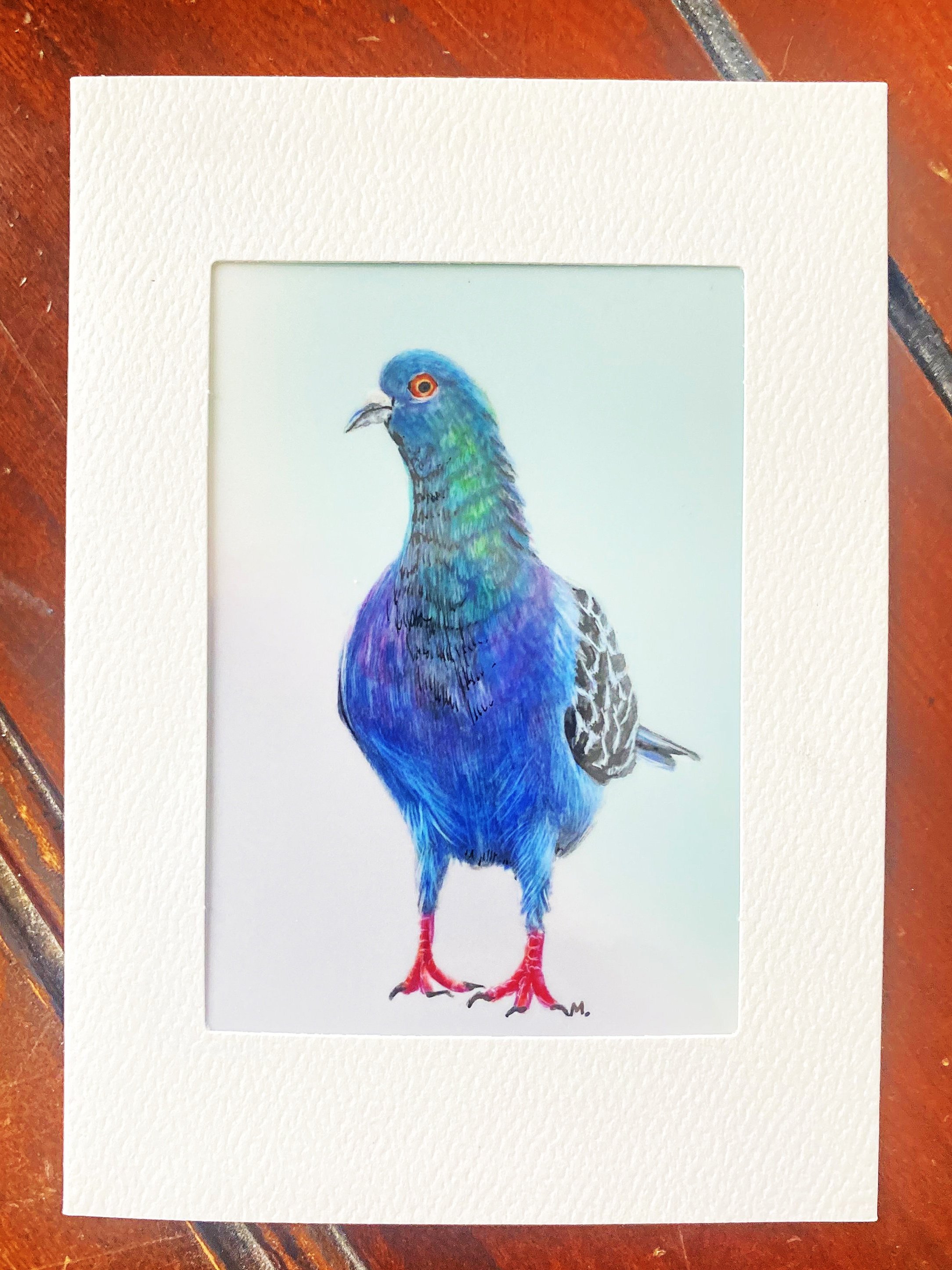 Alex the Pigeon