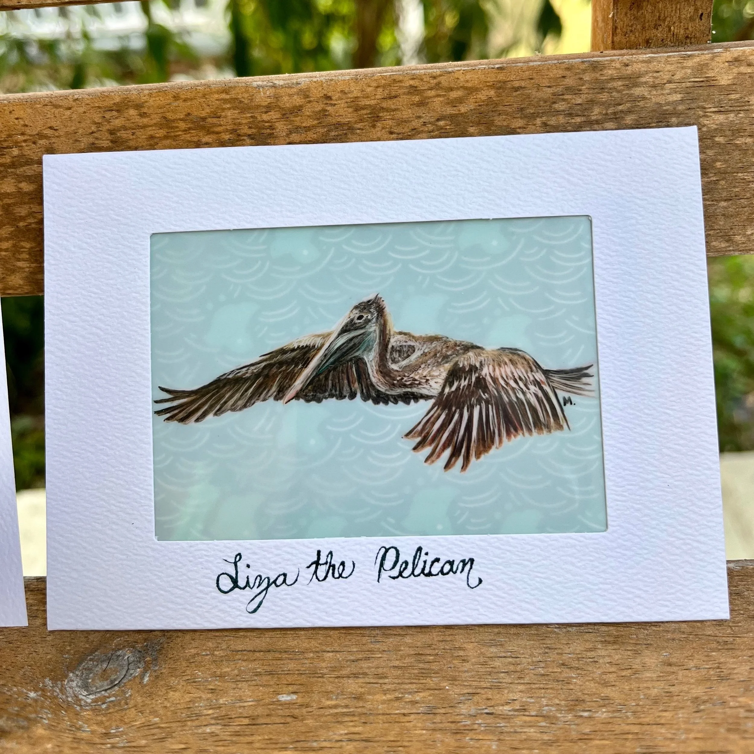 Liza the Pelican