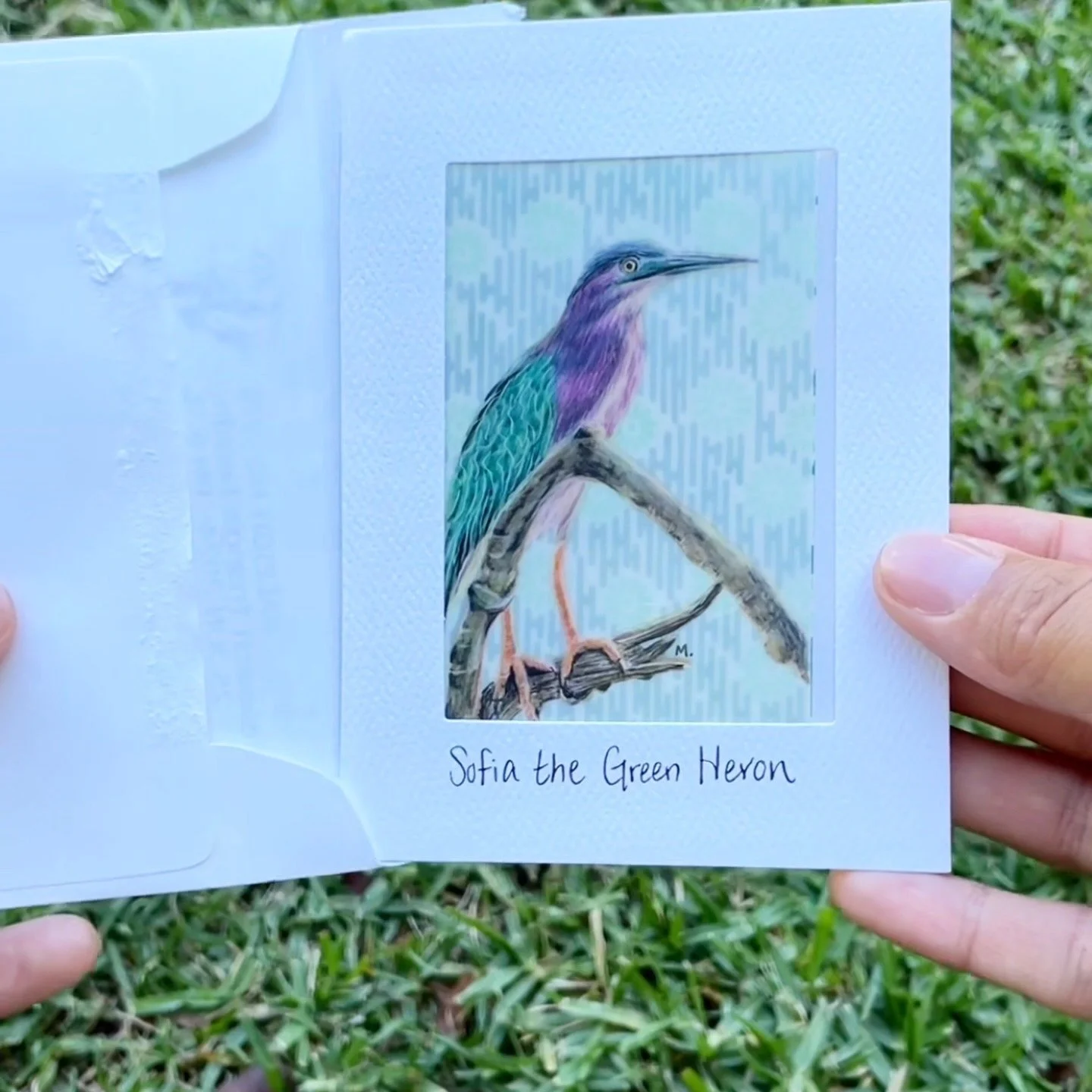 Sofia the Green Heron