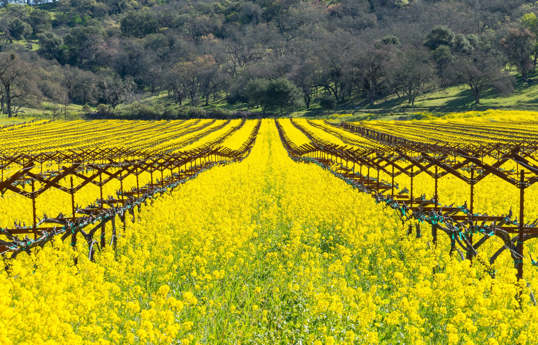 St. Helena Area Photos-MLS3.jpg