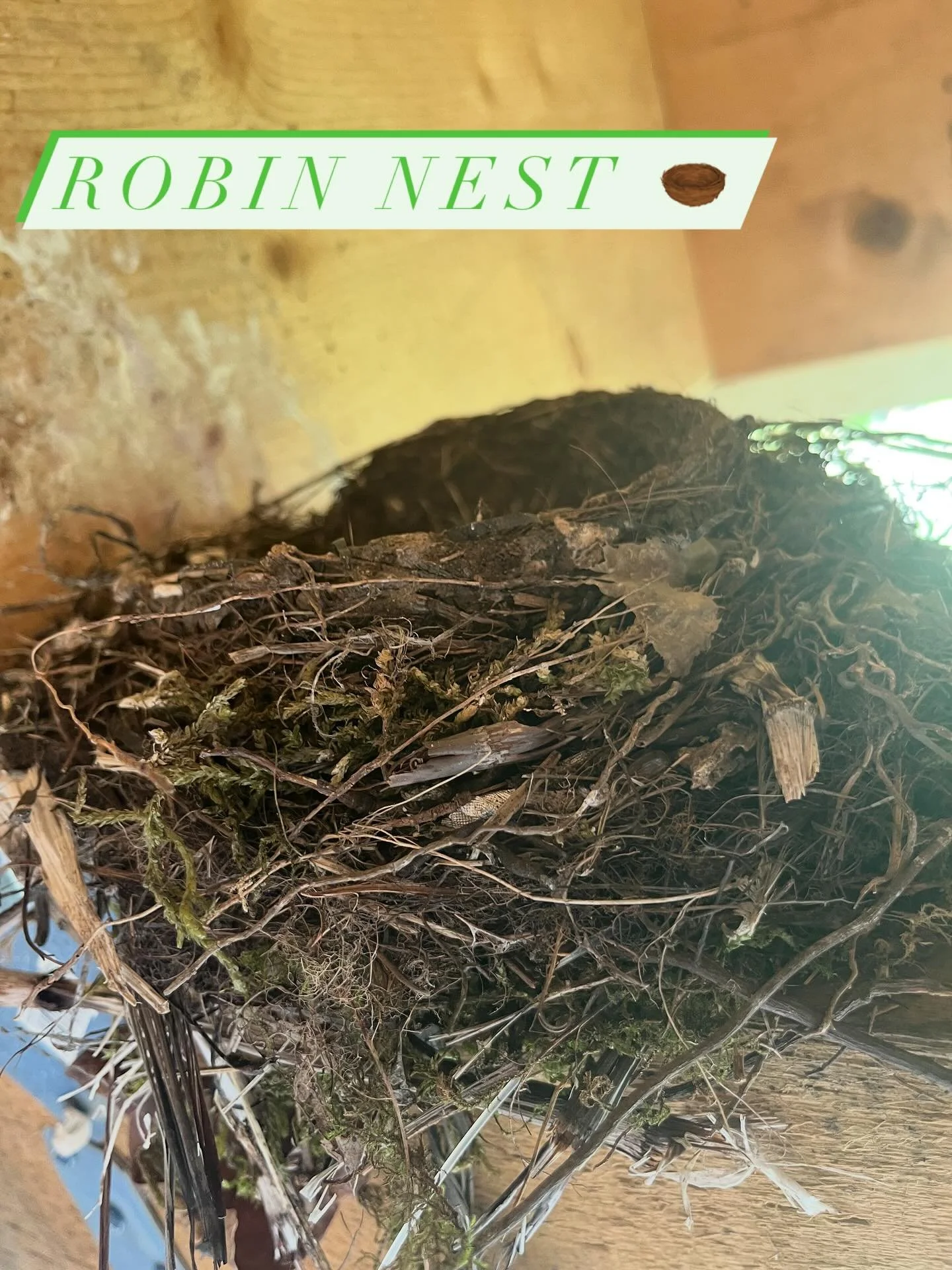 Took an avian nest survey course last week and we learned so much! We now know how to safely monitor nesting birds in the region, how to spot subtle signs of breeding activity, find nests without disturbing them, and follow ethical protocols for surv