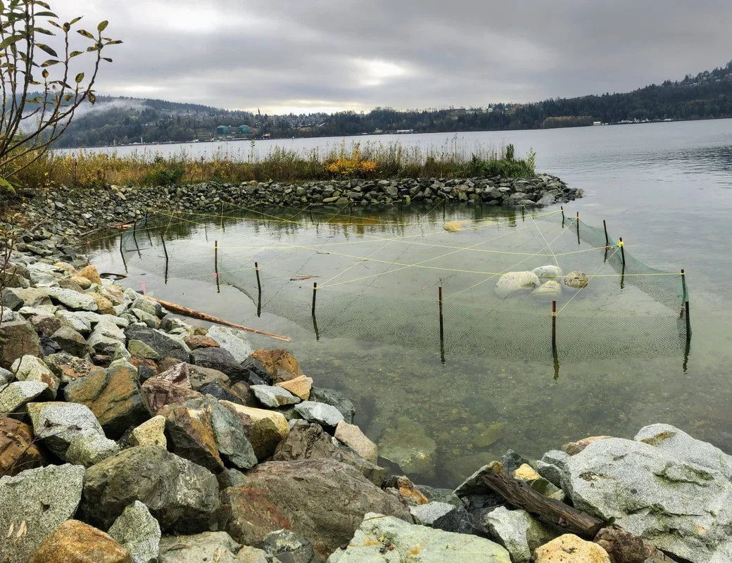 wetlandrest.jpg