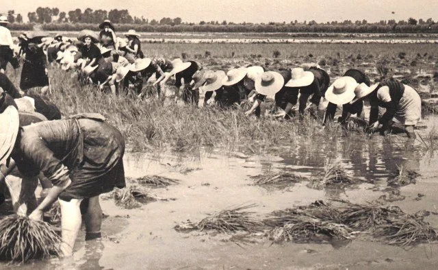 bella ciao: resisting oppression through song &amp; solidarity - a Queering Italian Magic Virtual Salon