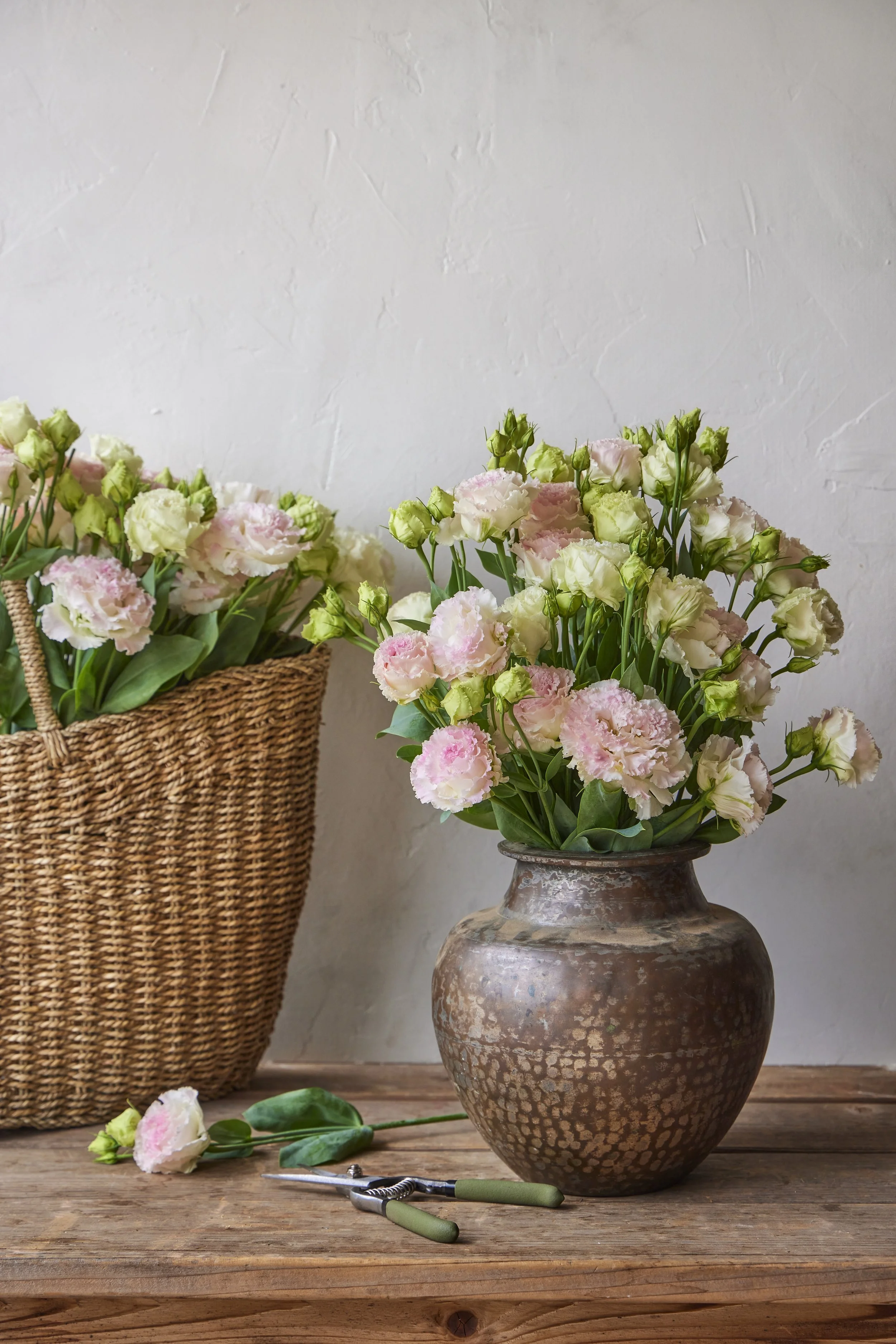 SM_072324_148_LISIANTHUS_VOYAGE 2 FIRST LOVE.jpeg