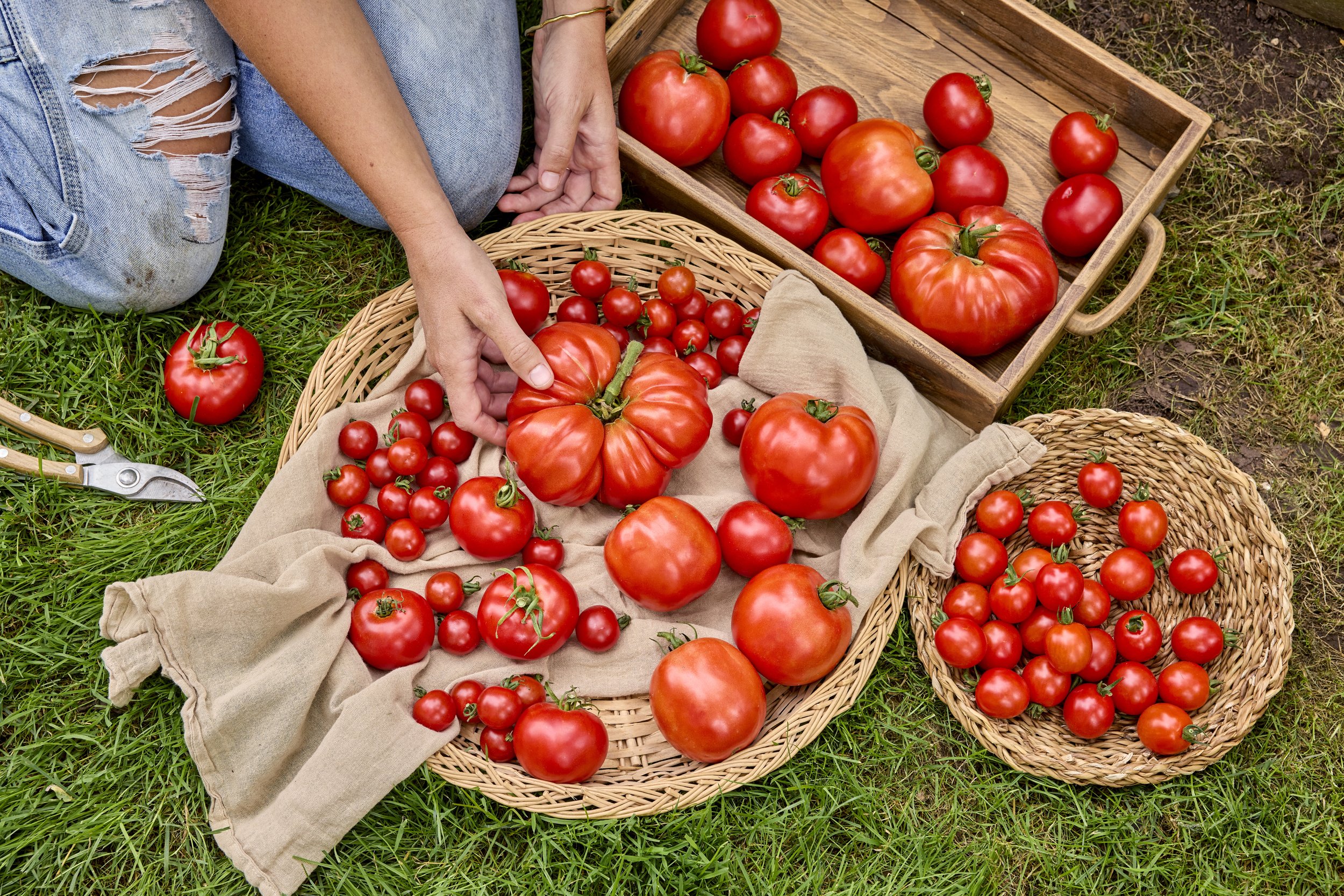 JV_082825_TOMATOES_GARDEN SOWN COMBO_1036 FINAL.jpeg