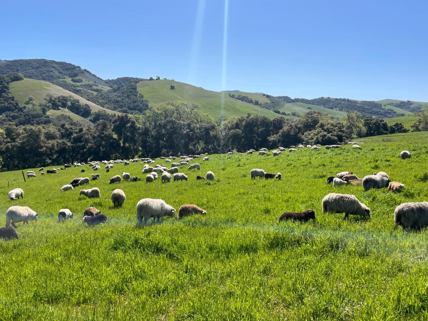 One of the cornerstones of what we&rsquo;re looking to do is to provide local proteins to everyone. The folks at @outlawvalleyranch share our values in putting animal welfare and land management first. Come into the Paso Robles (we&rsquo;re open) sho