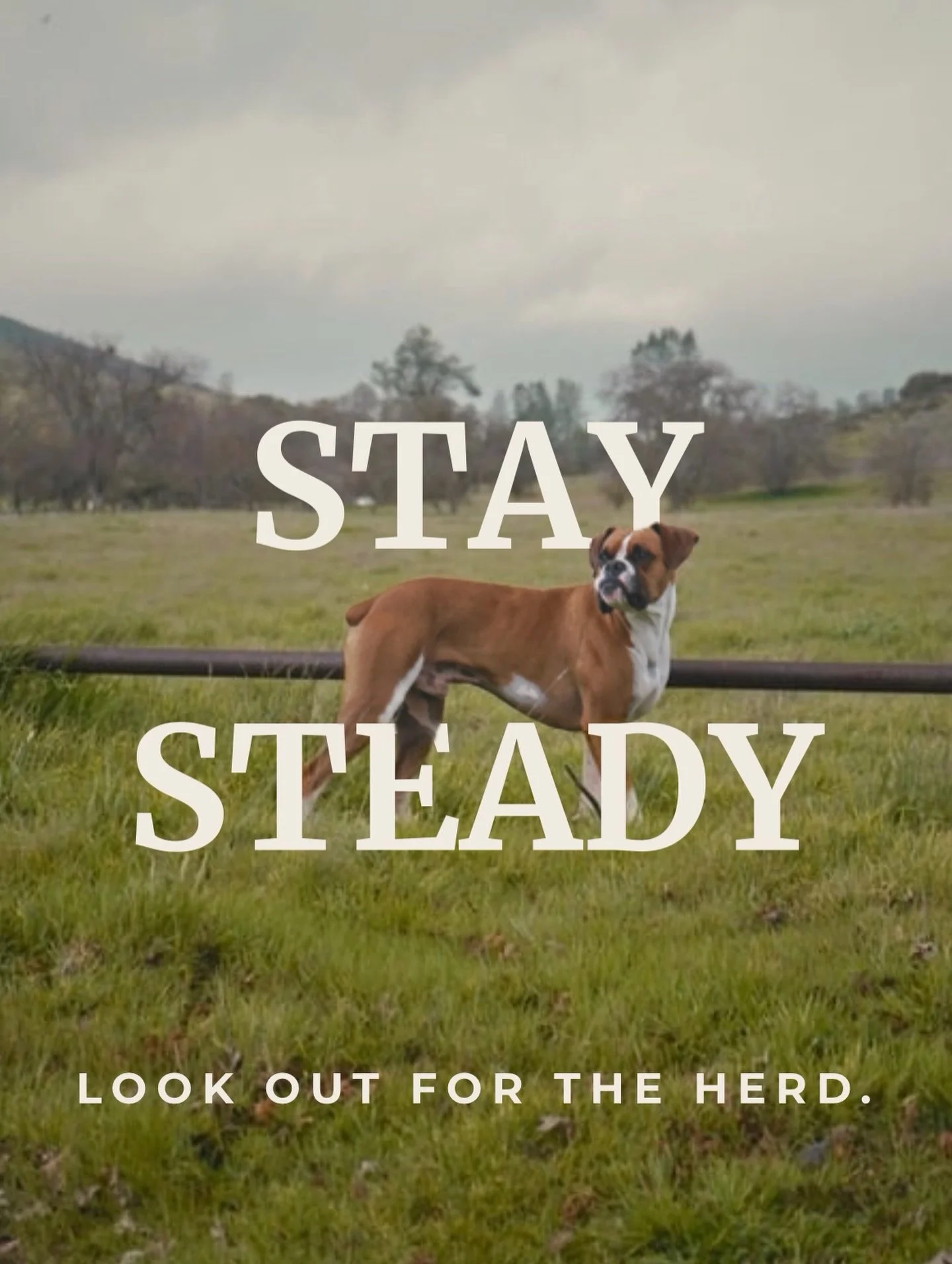Just making sure the cattle stay in line.

#Caldera #Meatbox #Ranchraised #beefshank #Lowandslow California