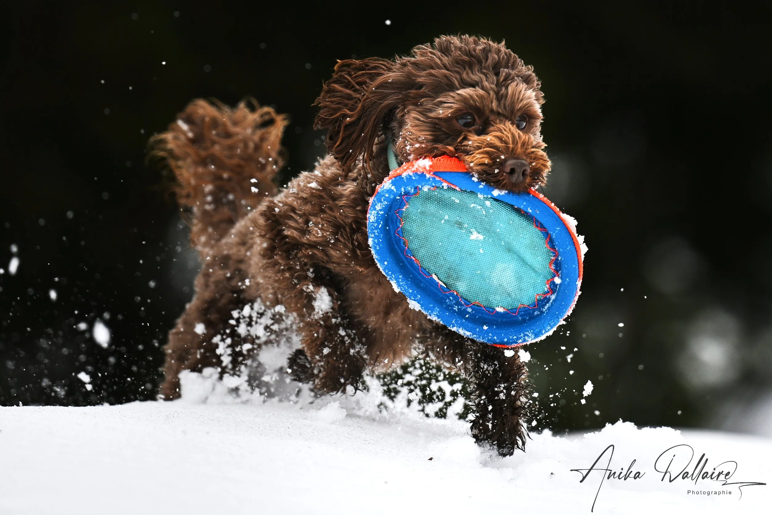 2025-02-25 Chuckit!_Neige_004.jpg