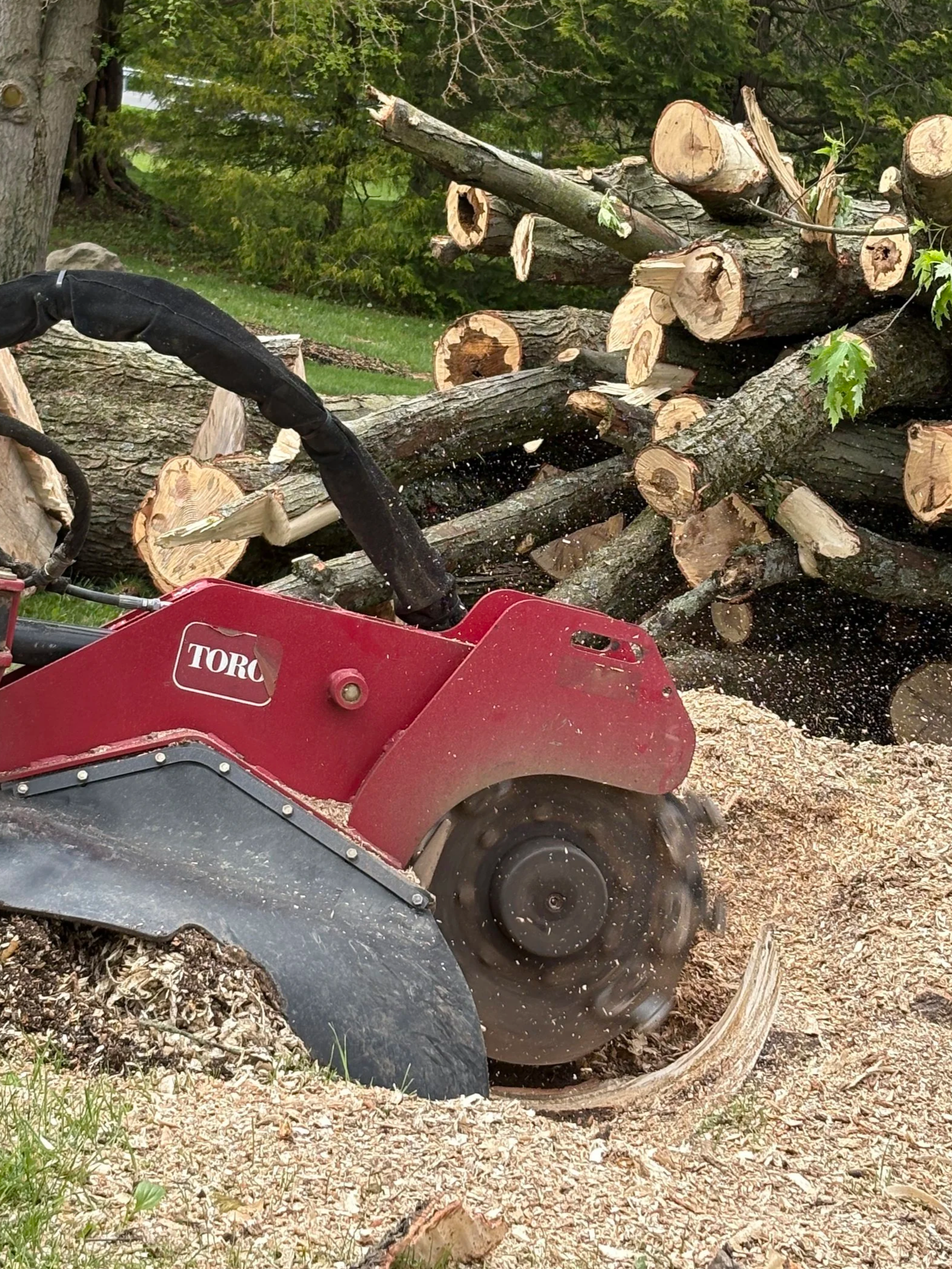 A red stump grinder removing the tree stump with wood chips scattered on the ground.