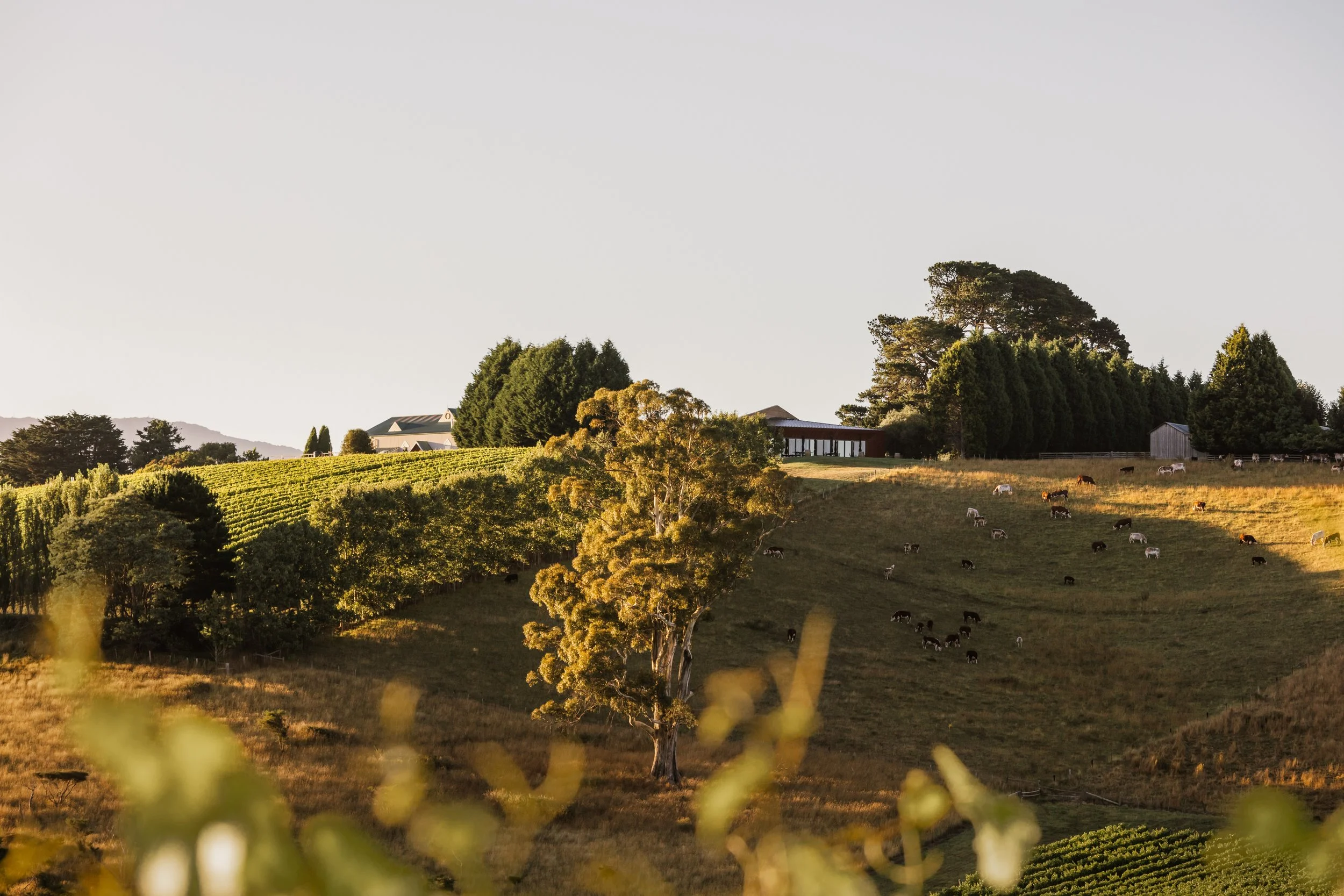 0C9A5960-Edit.jpg