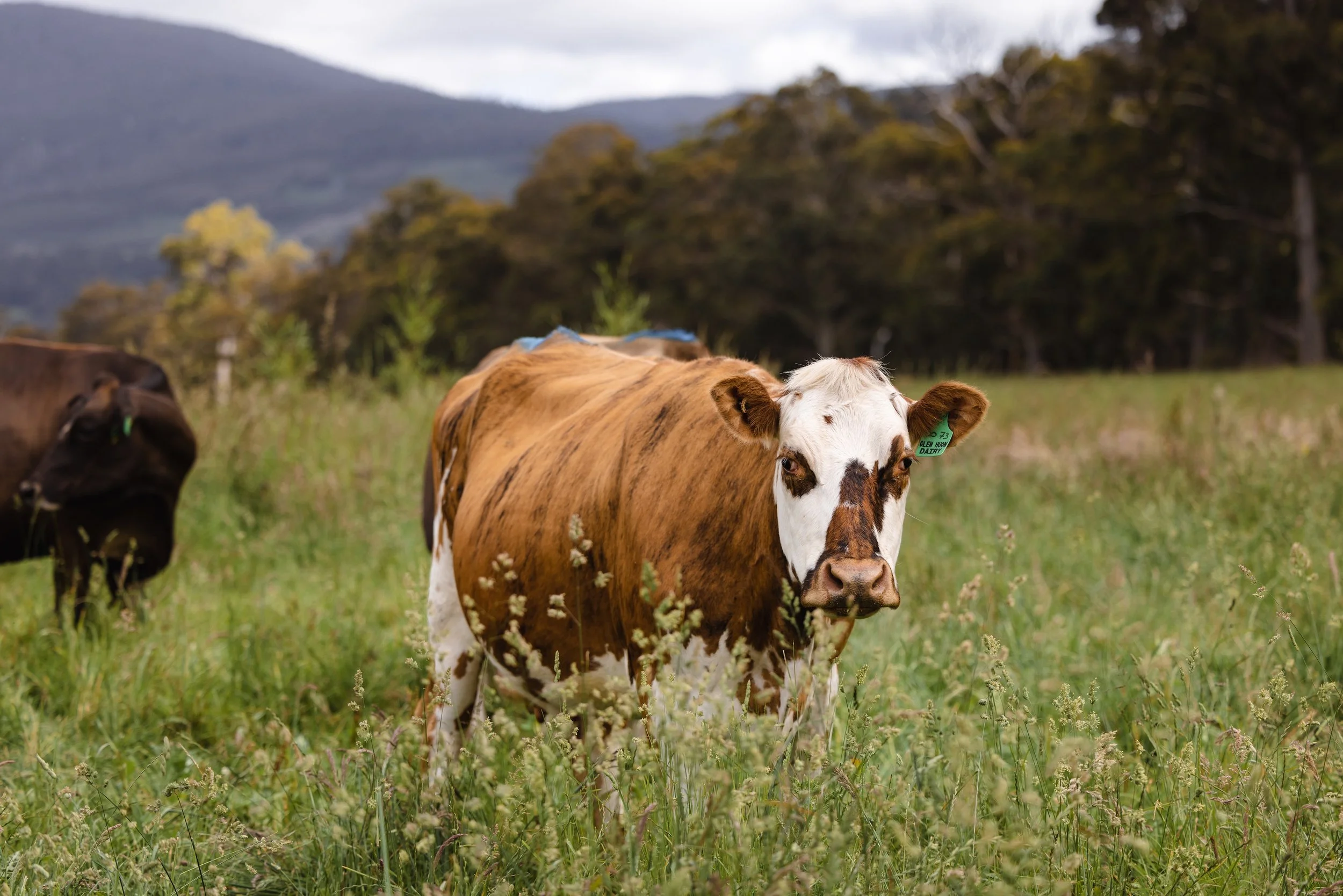 Bruny Island Cheese Co._image2.jpg