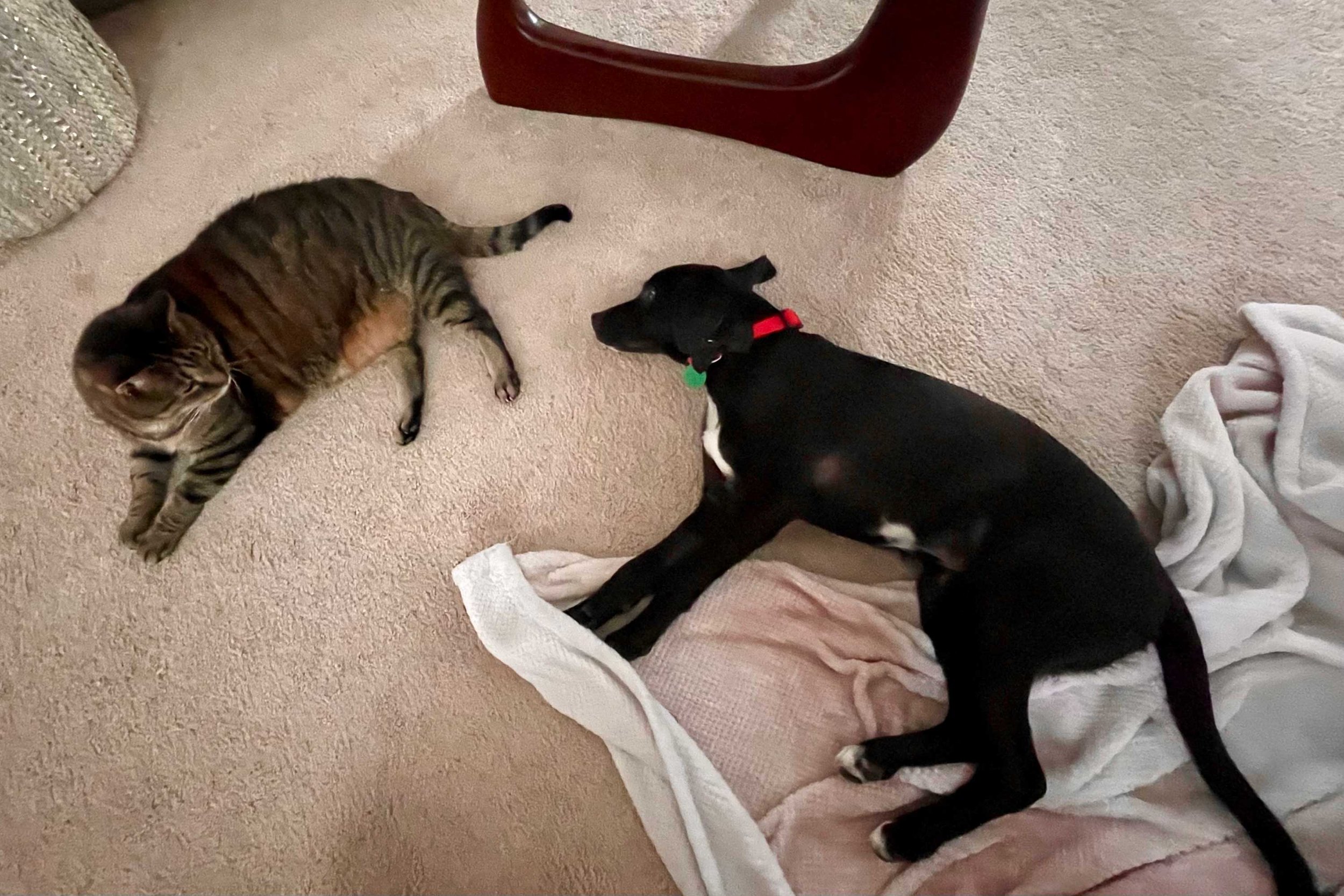 Our dog and cat are good friends