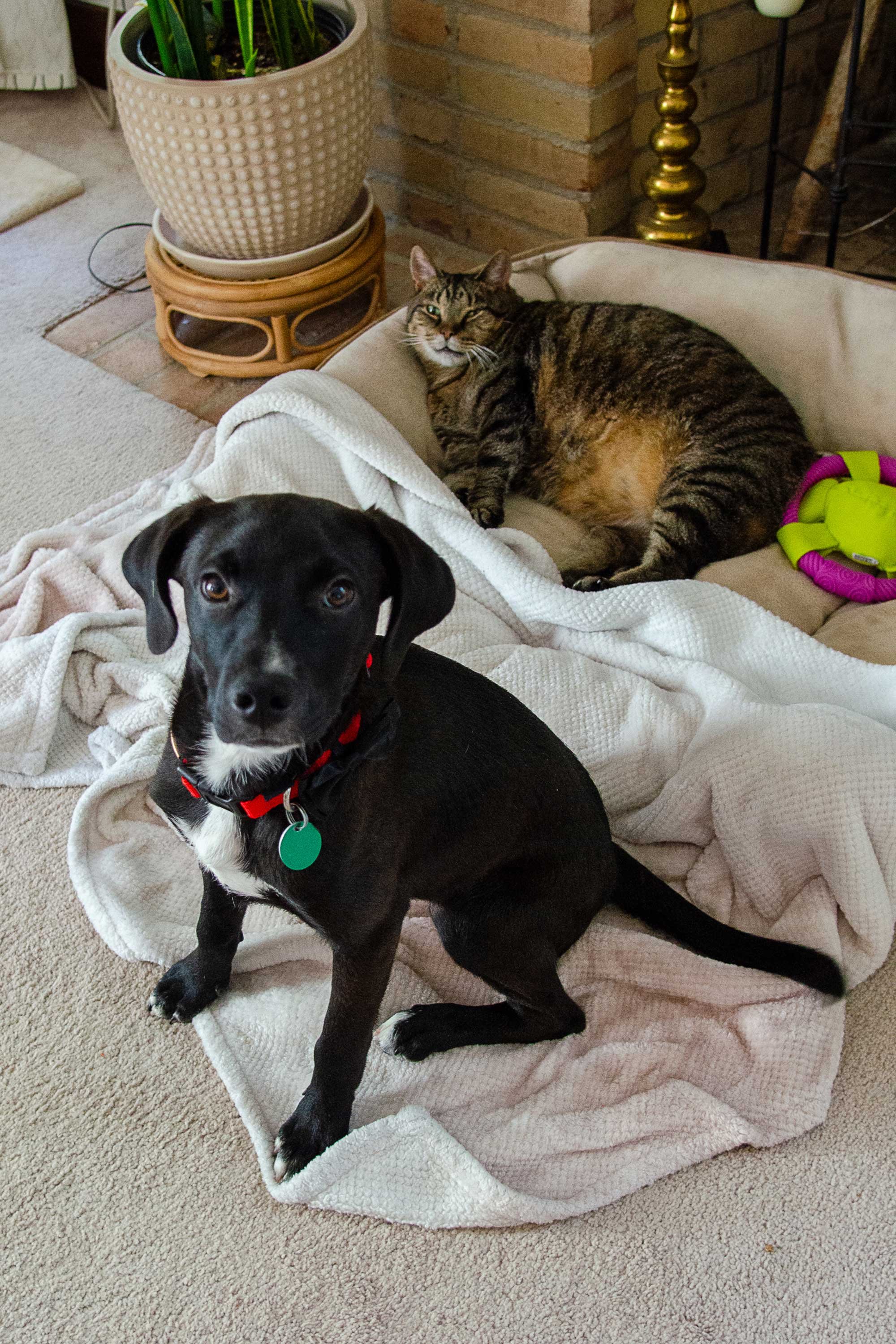 Our dog Shelby and cat Kitt
