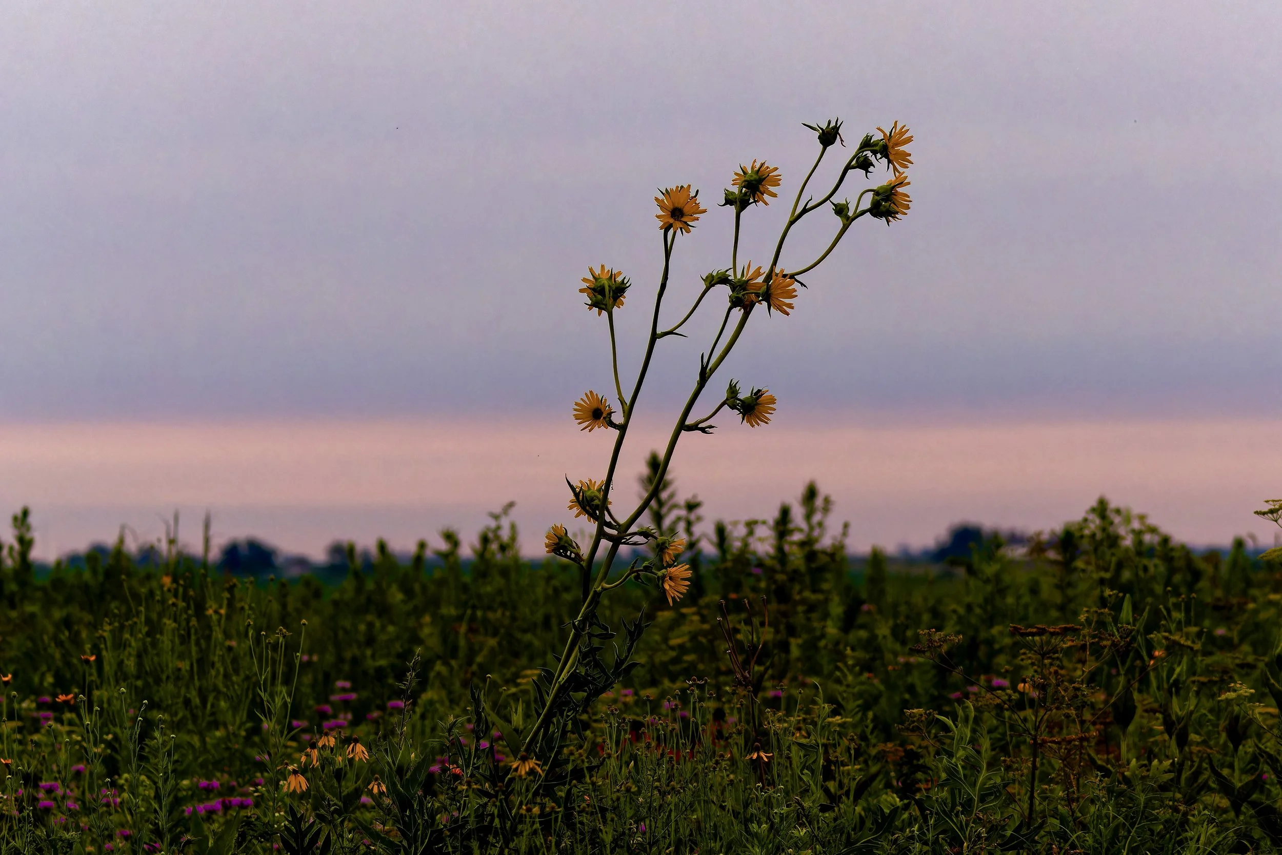 Is online therapy effective in Iowa?