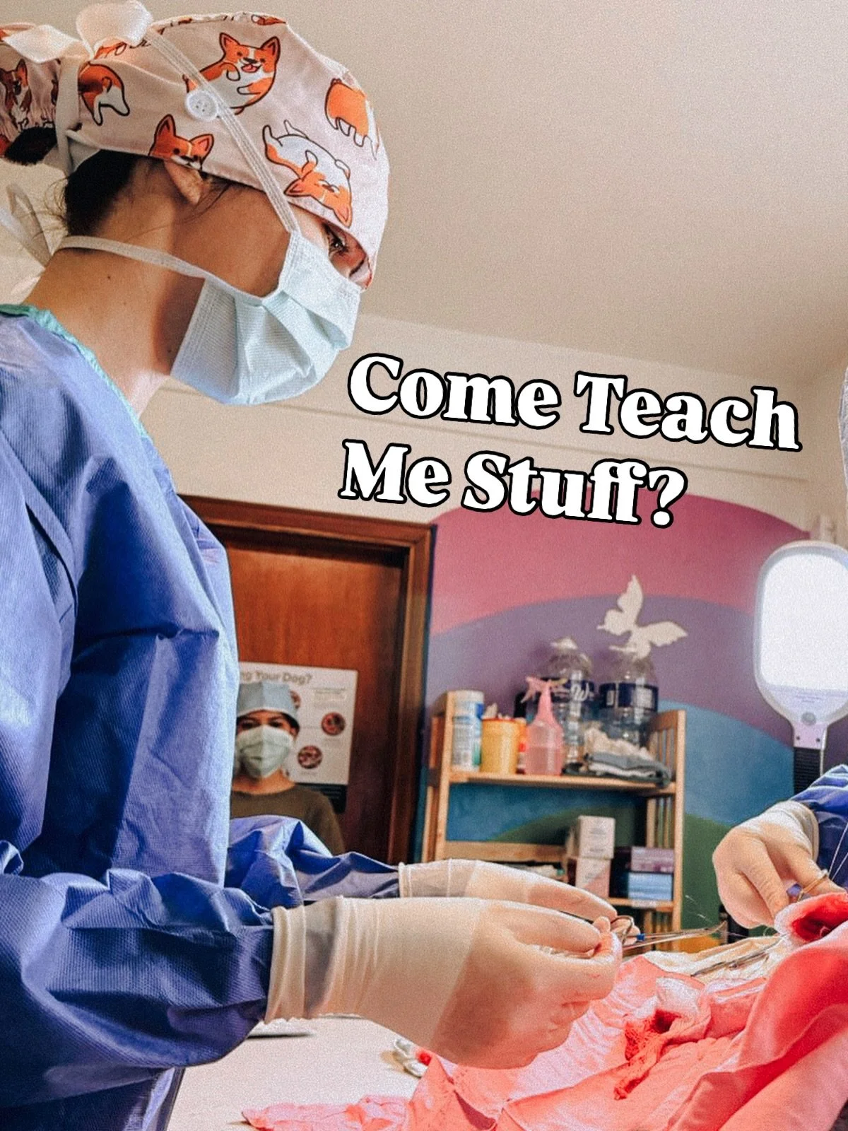 Hiii friends, who wants to come teach me things?
We have a gap in visiting vets May - June at @saipanhumanesociety 🥺 so they need help.
ANDDD
I&rsquo;ll be home May 11th!

My priority is spending time with my hubby and kids.
BUT.. hubby has a job, a