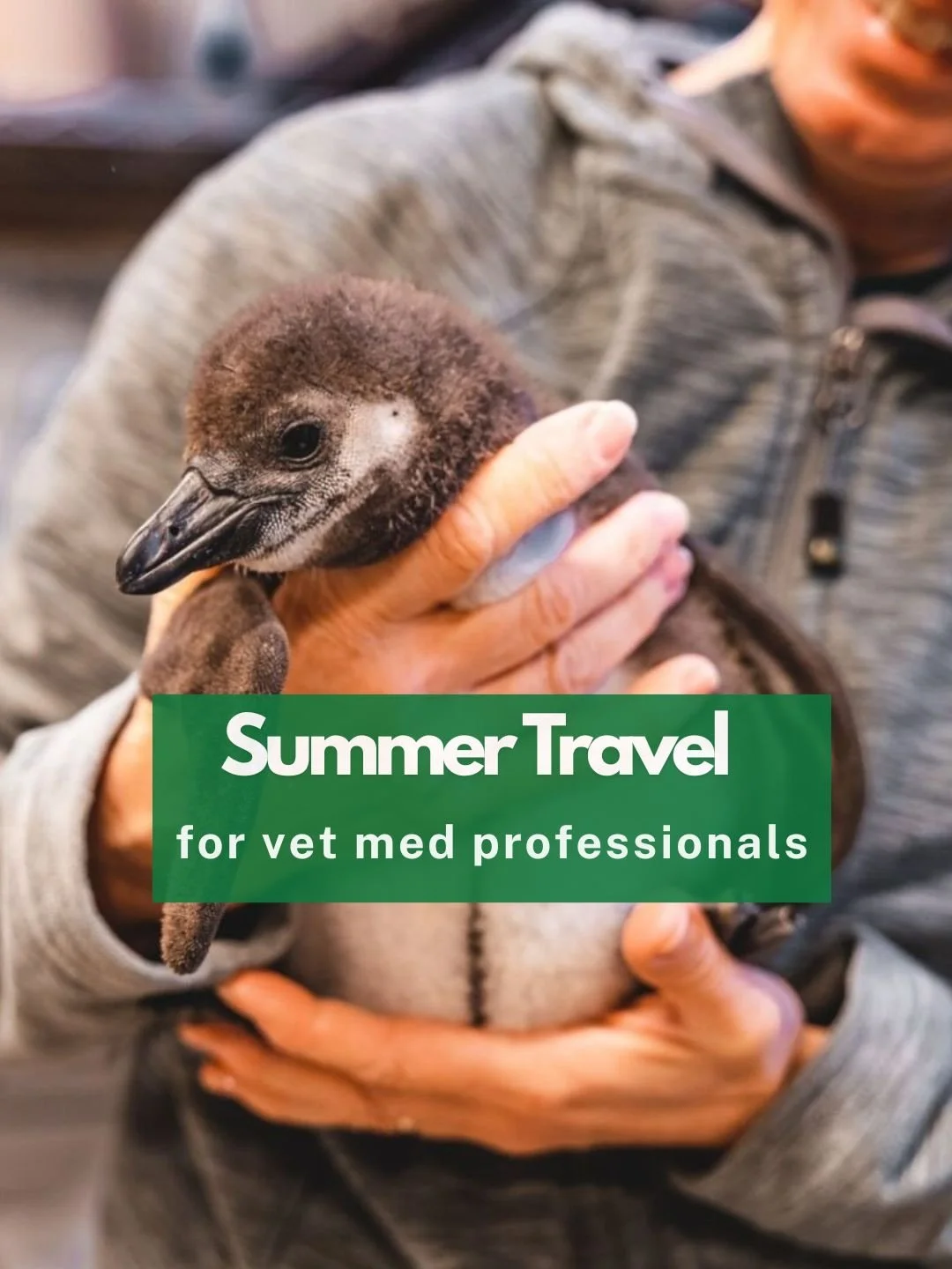 And now for something completely different&hellip;

@loopabroad is looking for vets and amazing humans to mentor pre-vets of all ages this summer!

I first reached out to Loop maybe a year ago? I was so intrigued by what seemed to be very ethical, or
