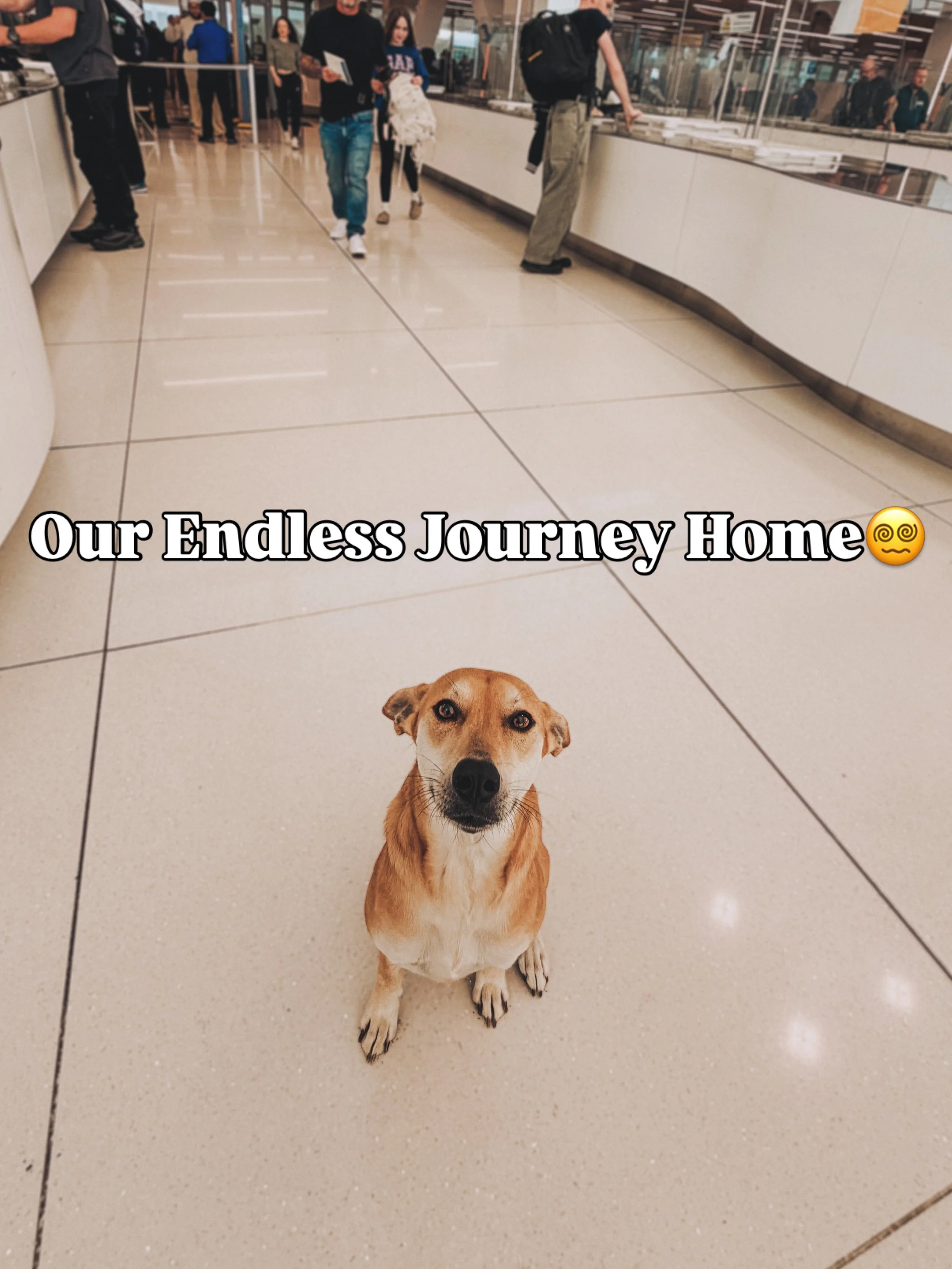 It&rsquo;s been a chaotic couple of weeks. Between typhoon relief efforts from afar, worrying about my family, final exams and moving out of my apartment.. it just felt like a mad scramble to the end of my first year of vet school.

Finally, I finish