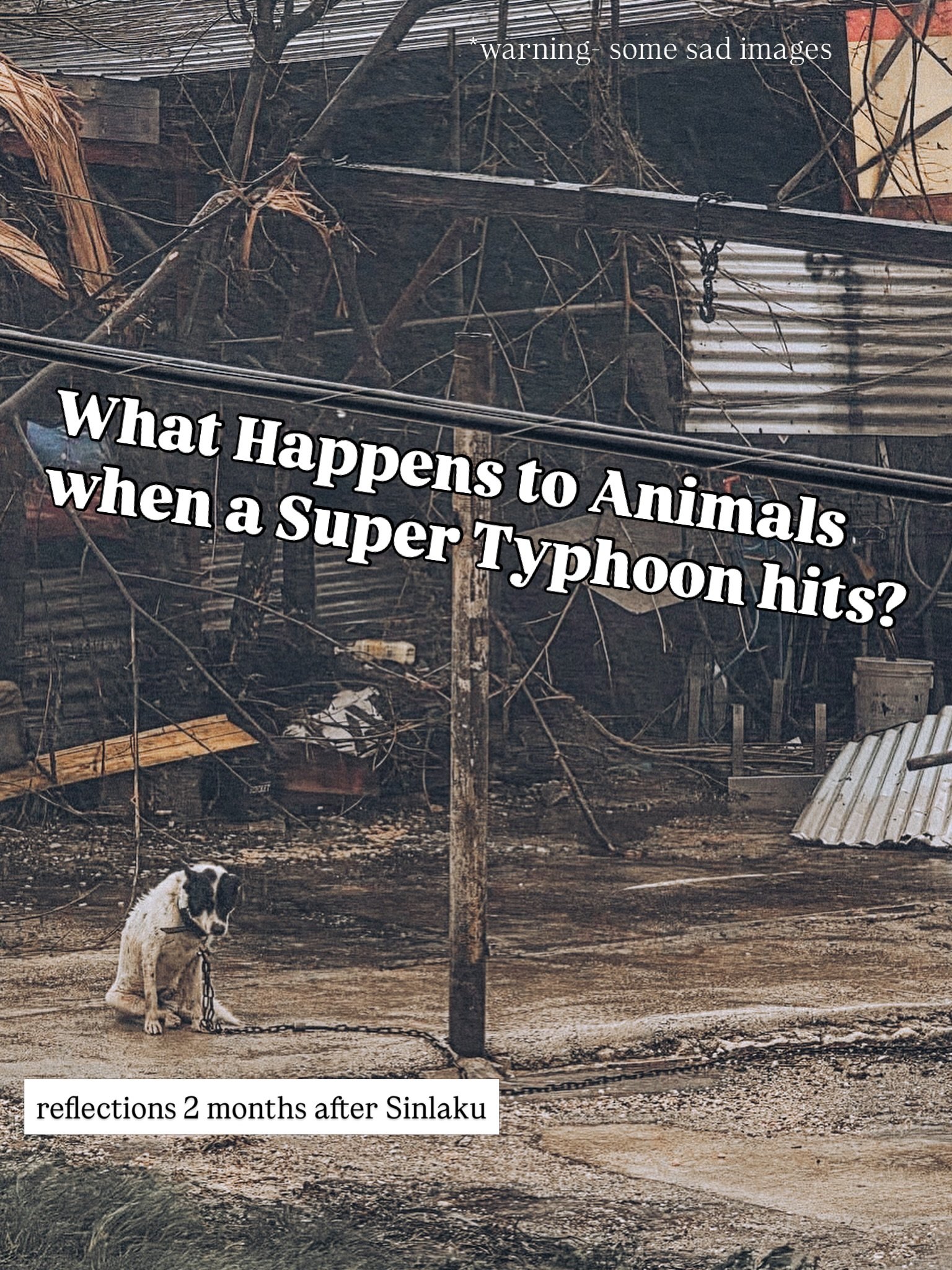 Recovery is a long road.

It&rsquo;s been two months since Super Typhoon Sinlaku hit and we are just now wrapping our minds around the huge impacts it made on animals.

In the first two months post-typhoon, our @saipanhumanesociety clinic saw 1,613 p
