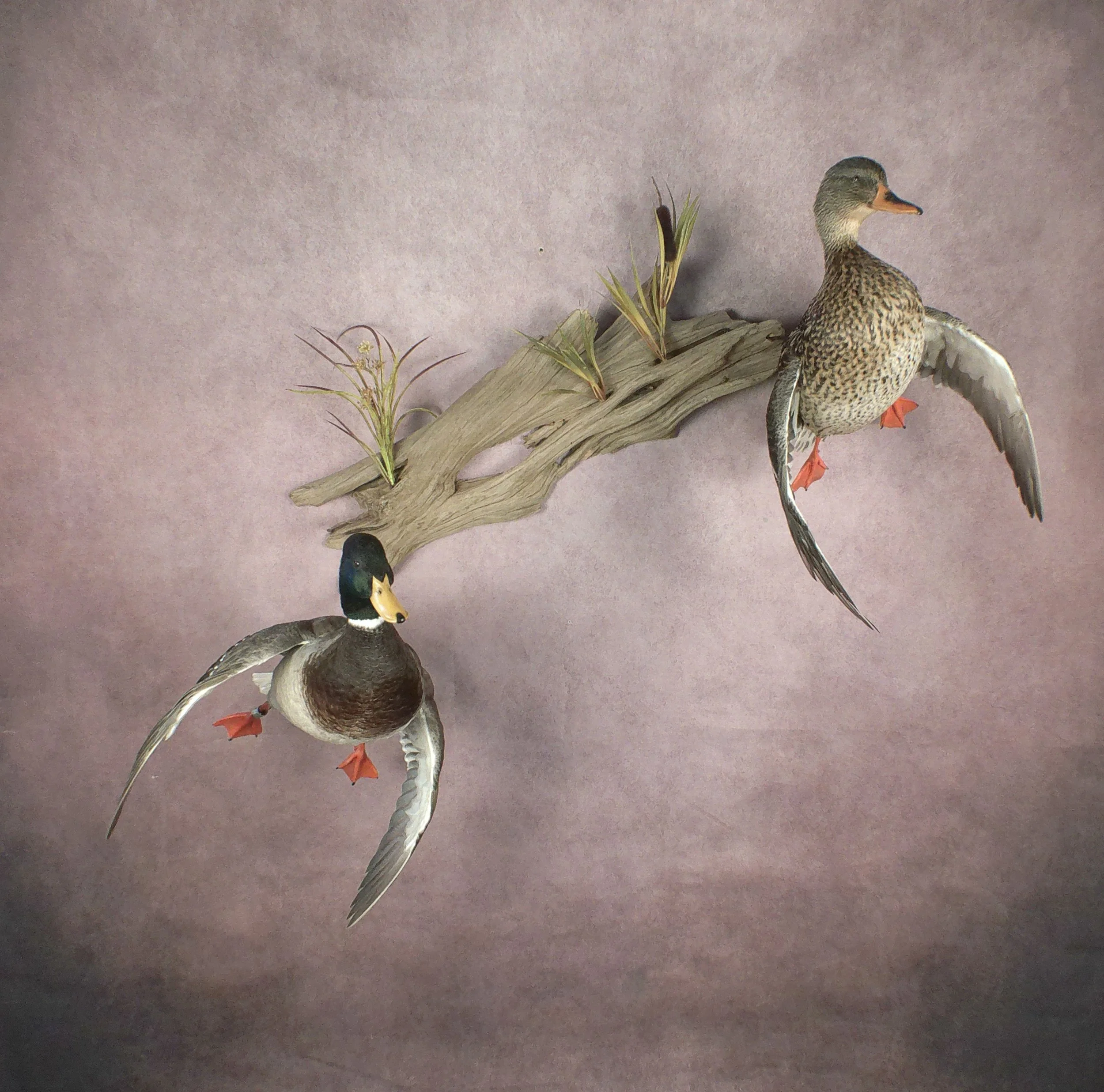 Mallard Male And Female Mount