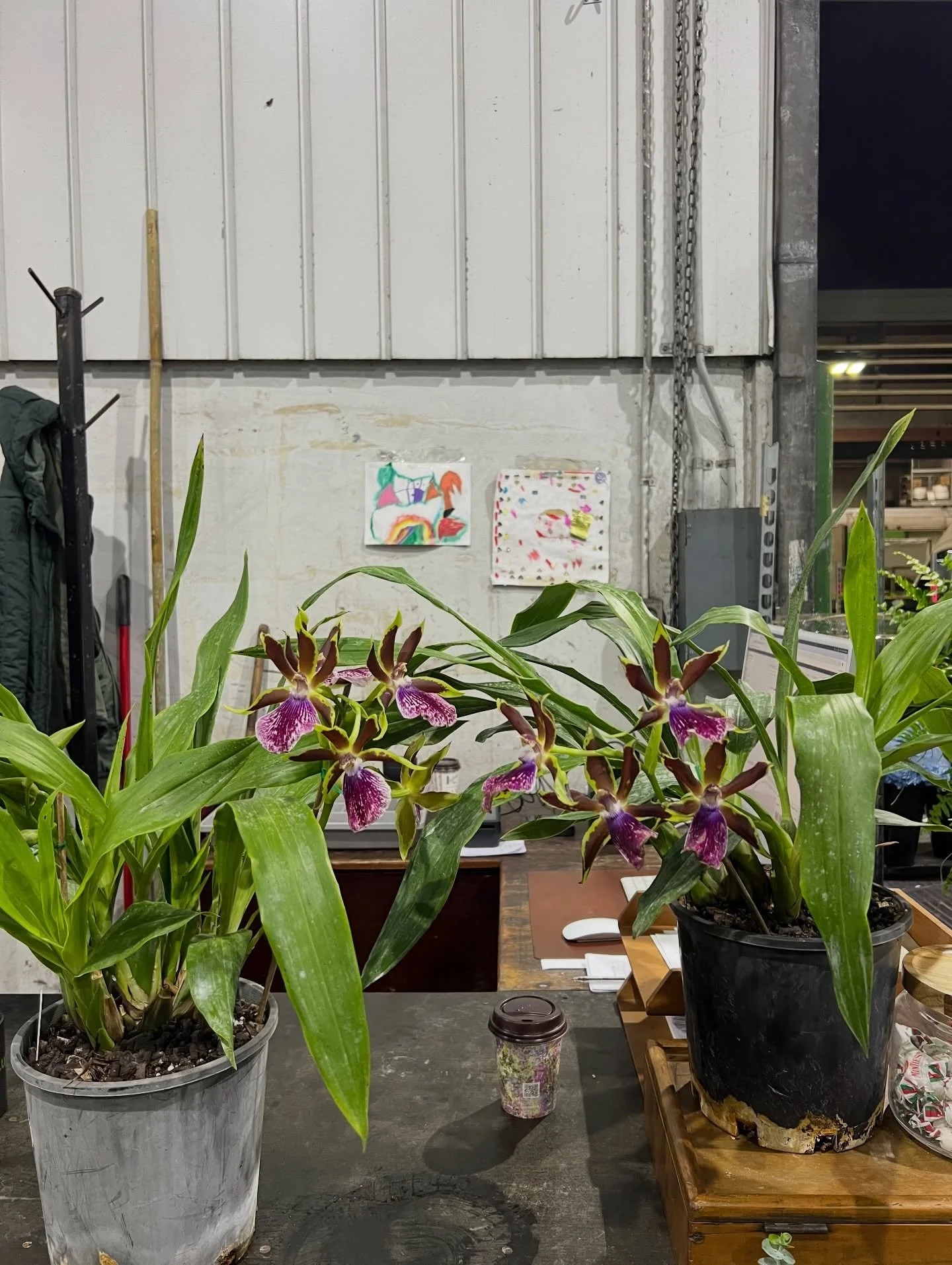 This orchid is my NEW OBSESSION!!! annnddd the second shoot has bloomed!!! 🥹🫶🏼 @eugalo 

Also added a few flicks from @theorchidplace Xxxx