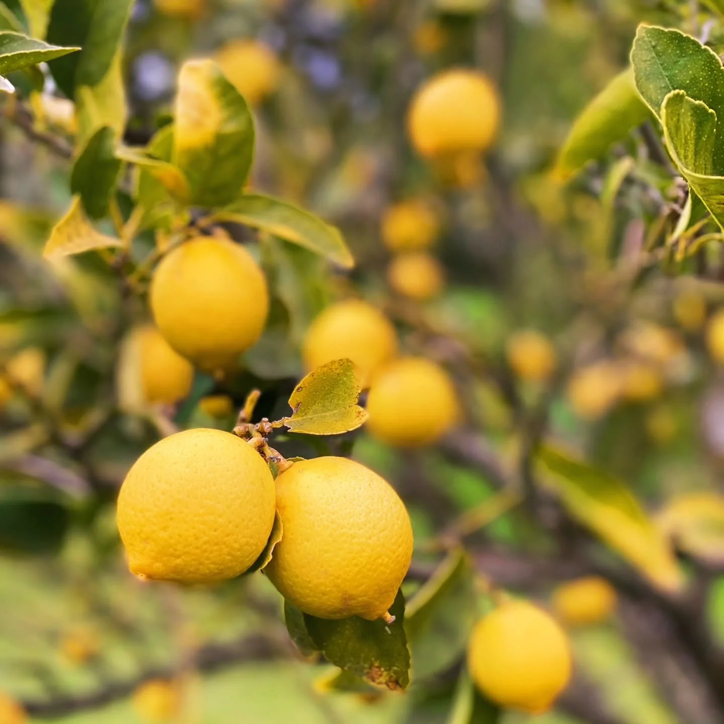Spring is finally here! The daffodils are out, the sun is (mostly) shining, and citrus trees are fruiting abundantly; at least in the warmer north island. 

Jenny just returned from the Kapiti Coast with boxes of delicious limes after raiding her sis