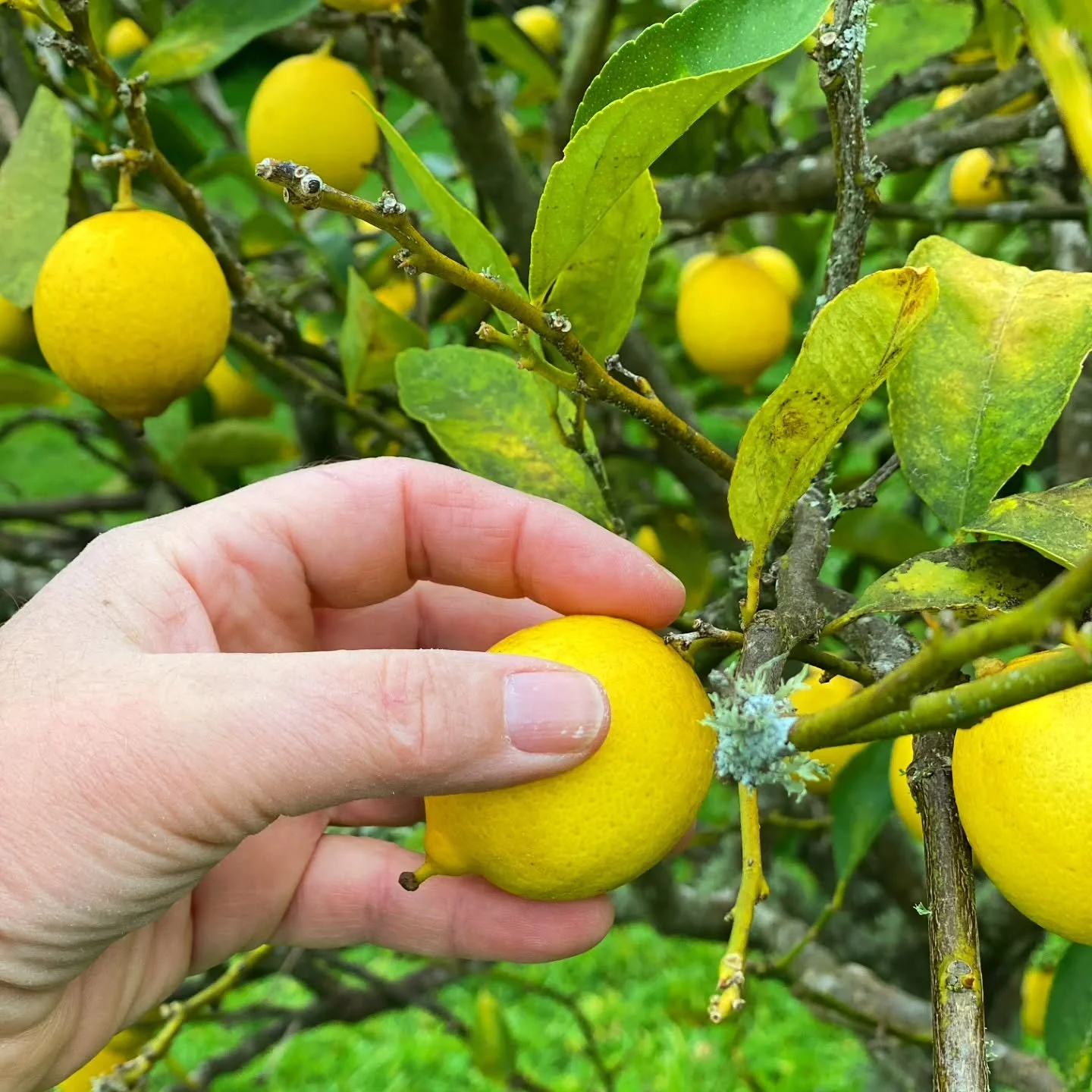 More limes ... means more Sassy Lime Gin. We've got a fresh batch hitting the market this Saturday; make sure you come by for a taste! 🍋&zwj;🟩