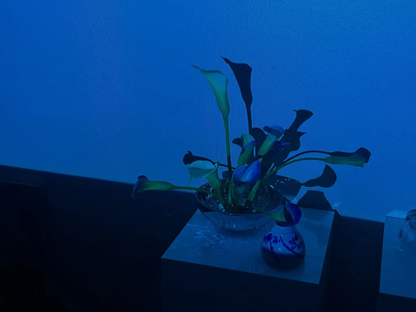 a returning color theme lately 💙🦋🐬🌀