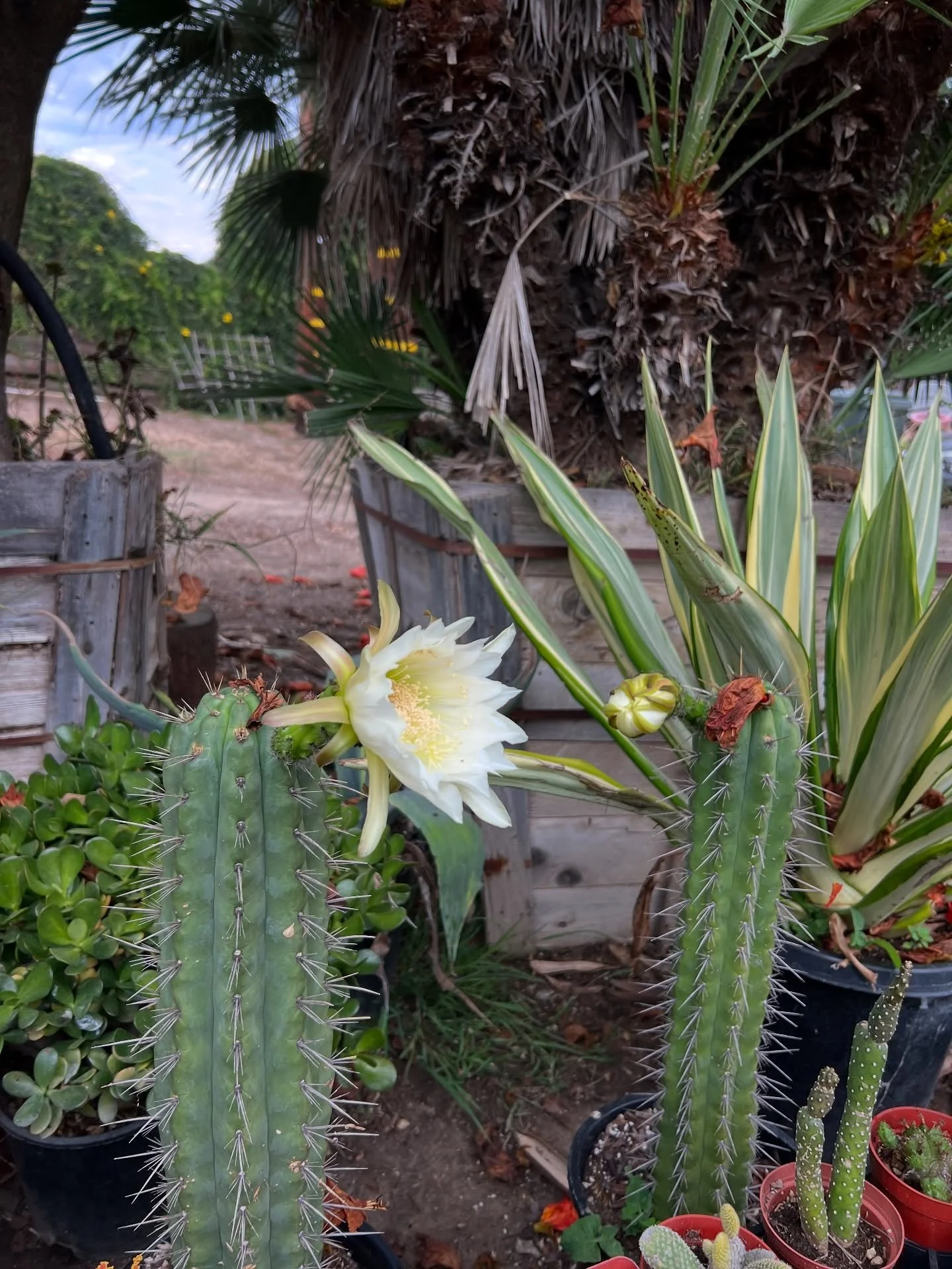 &ldquo;I am ready and sweaty!&rdquo; 🫶 🌻 @sunflowerfarms_nursery 

The cactus bloom (that is only around for 24 hrs) opened up for this day 🥹🌼🌵 

Did not get to take many photos or video yesterday. But my goodness it was such a sweet time of com