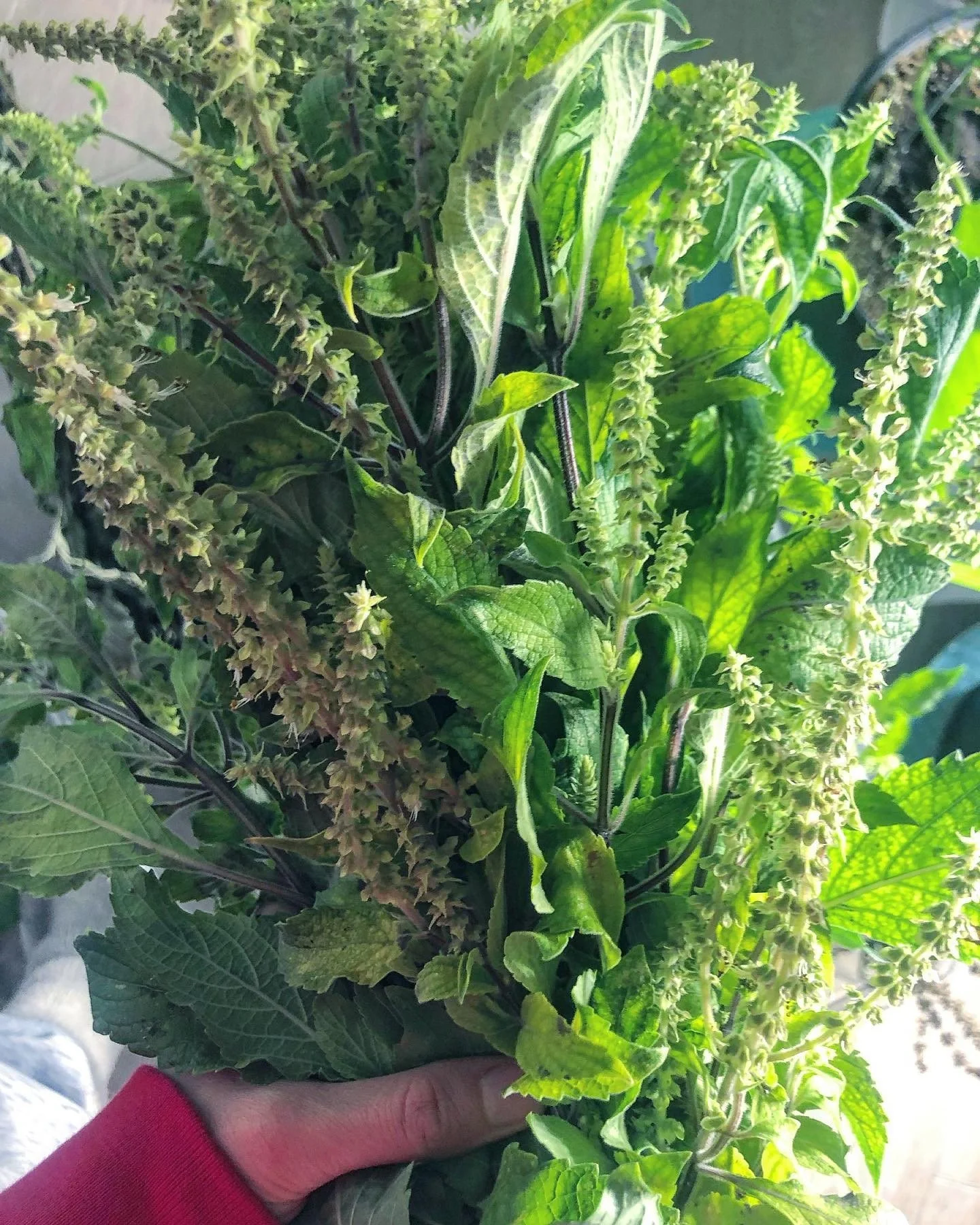 Tulsi 🌱( also known as holy basil) Closely related to sweet basil is a plant with a rich history of use as a healing herb in ayurvedic medicine in India. 
&bull;&bull;&bull;&bull;&bull;&bull;&bull;&bull;&bull;&bull;&bull;&bull;&bull;&bull;&bull;&bul